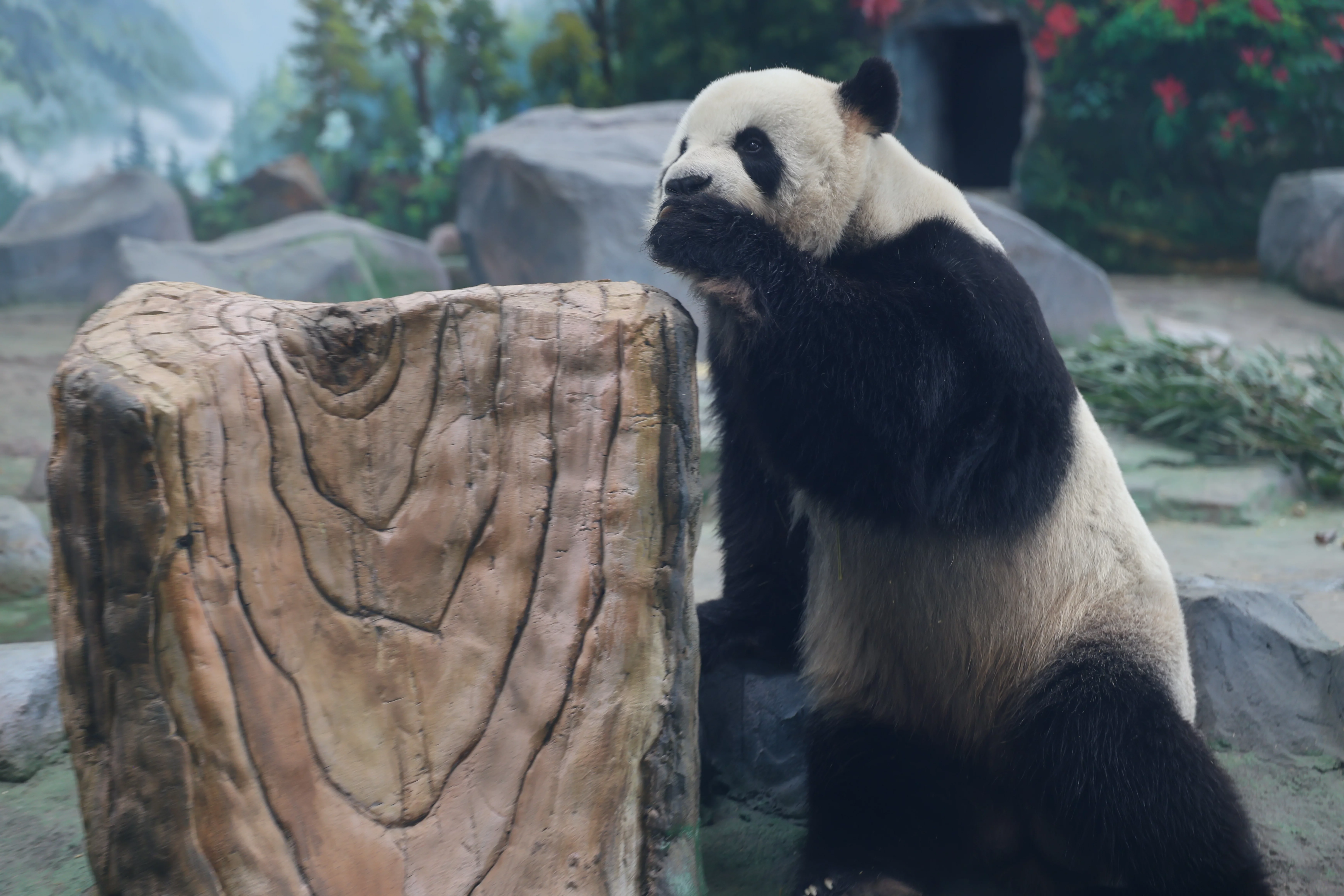 Mianyang China Giant Panda Garden
