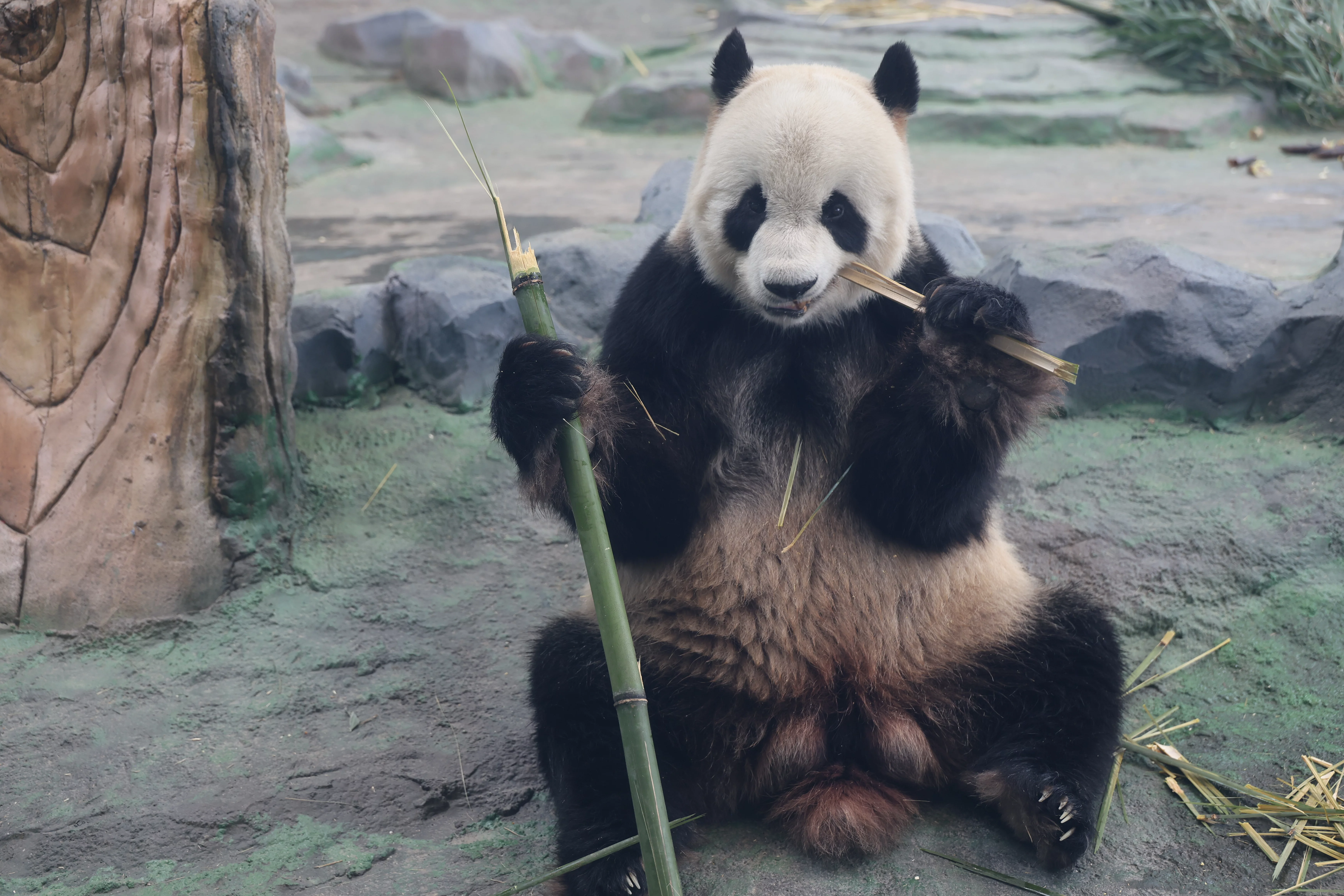Mianyang China Giant Panda Garden