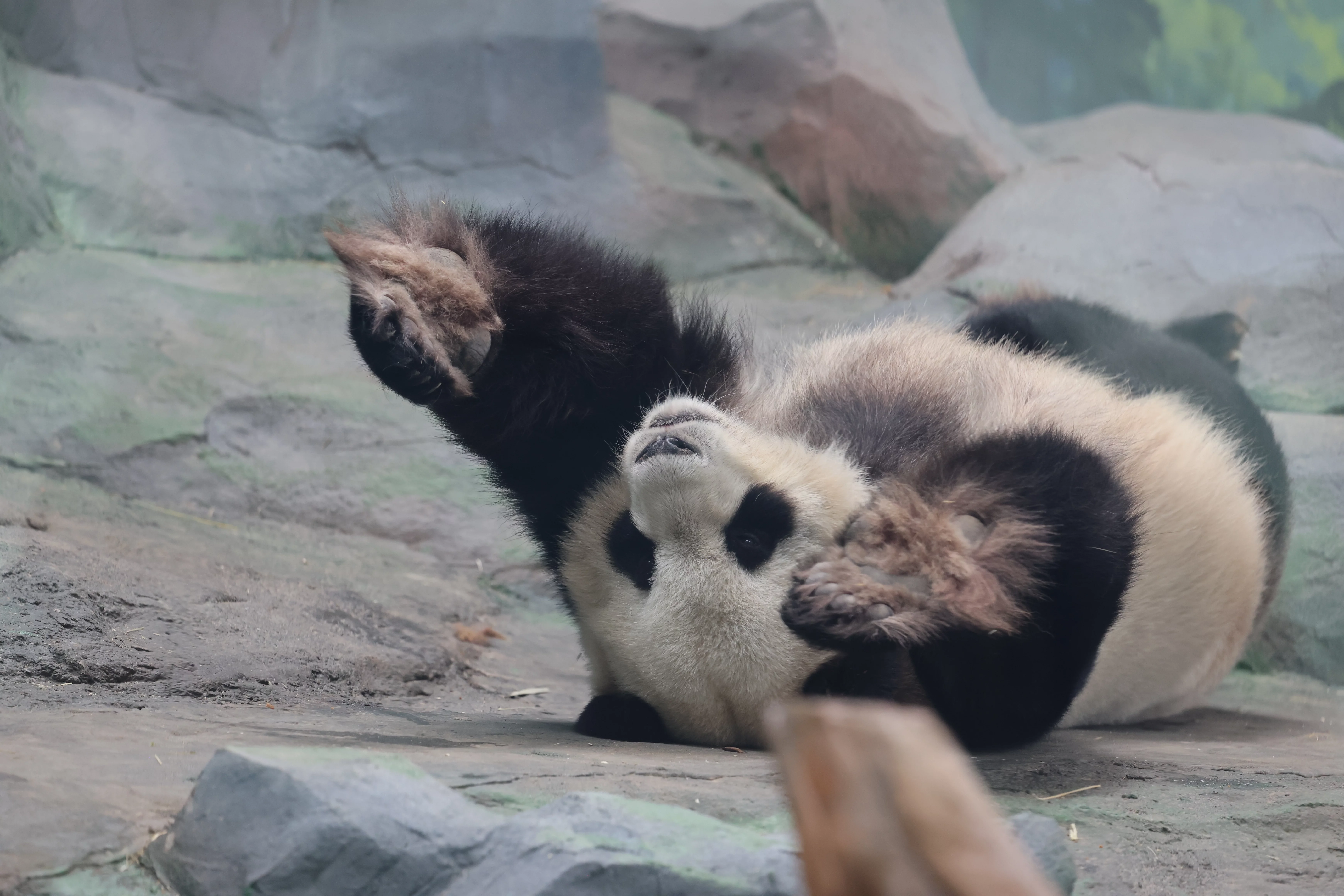Mianyang China Giant Panda Garden
