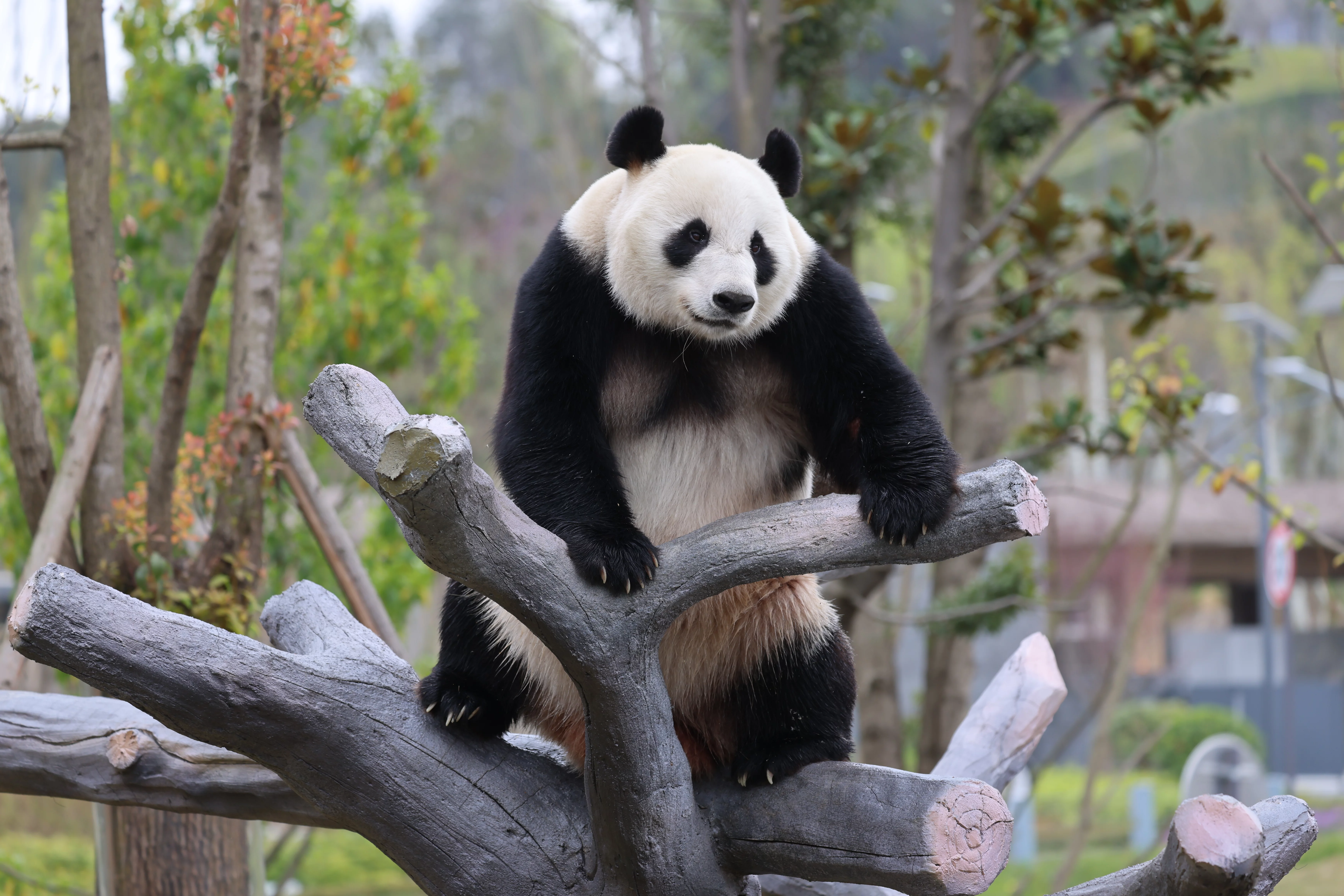 Mianyang China Giant Panda Garden