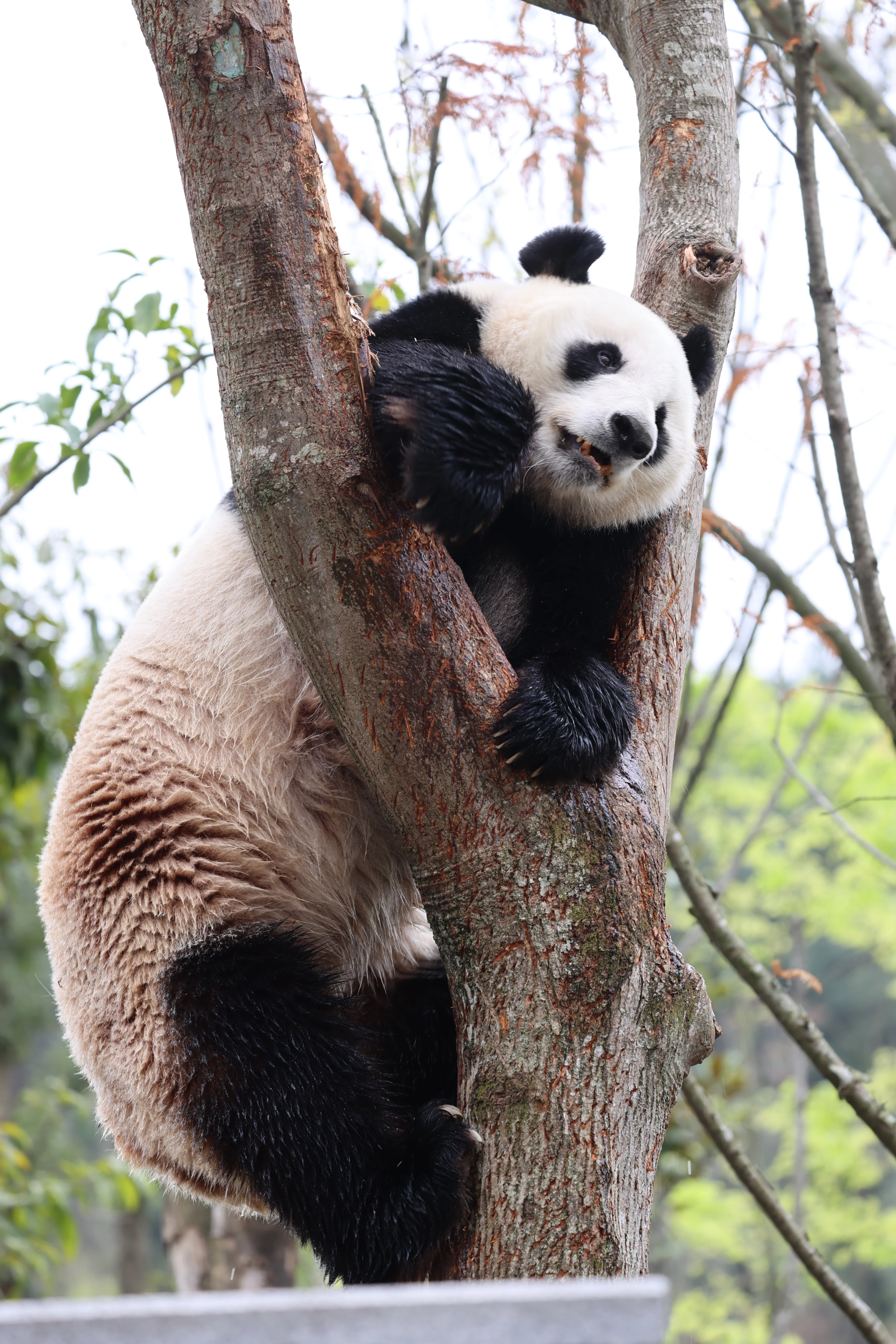 Mianyang China Giant Panda Garden
