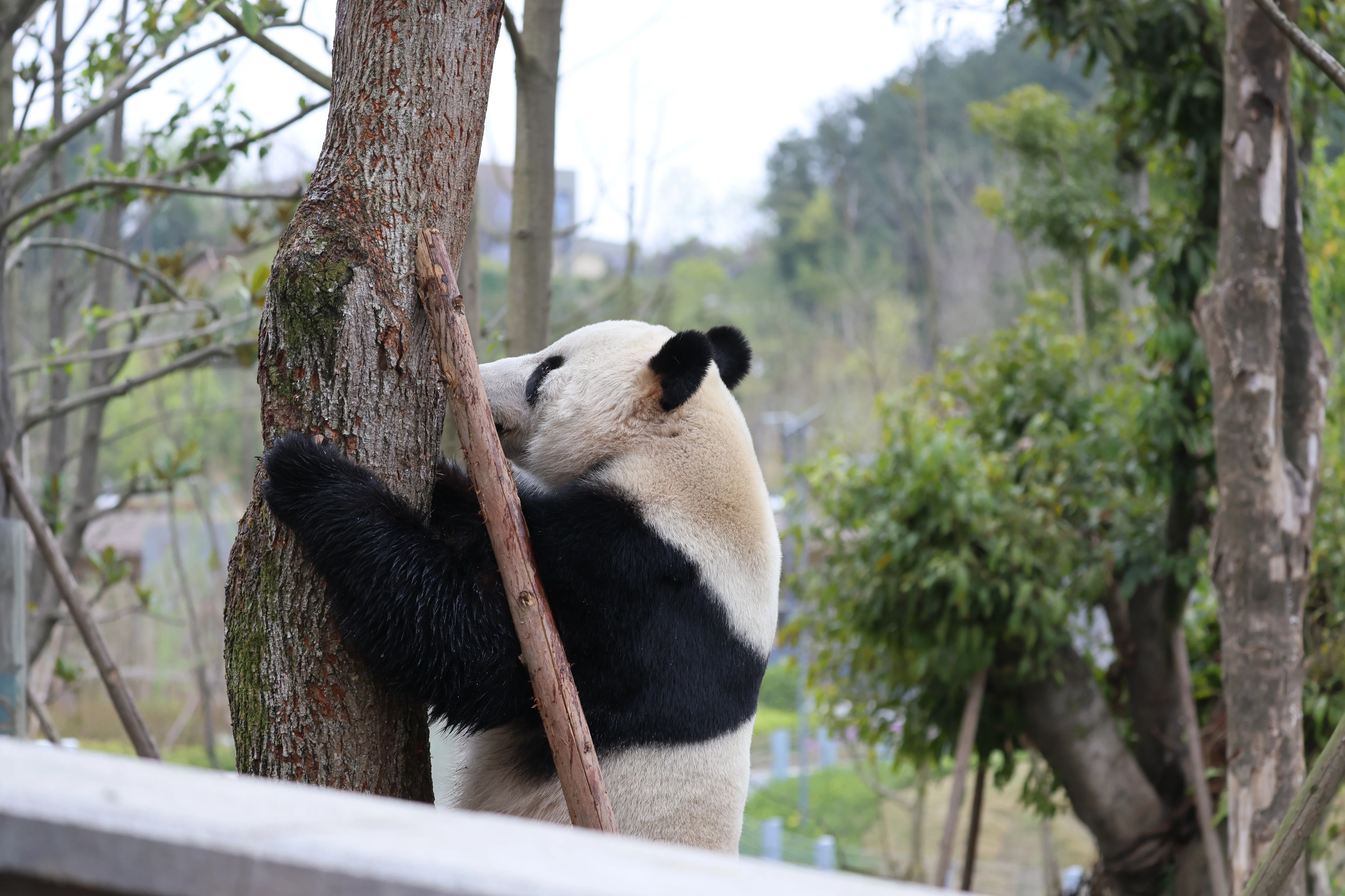 Mianyang China Giant Panda Garden