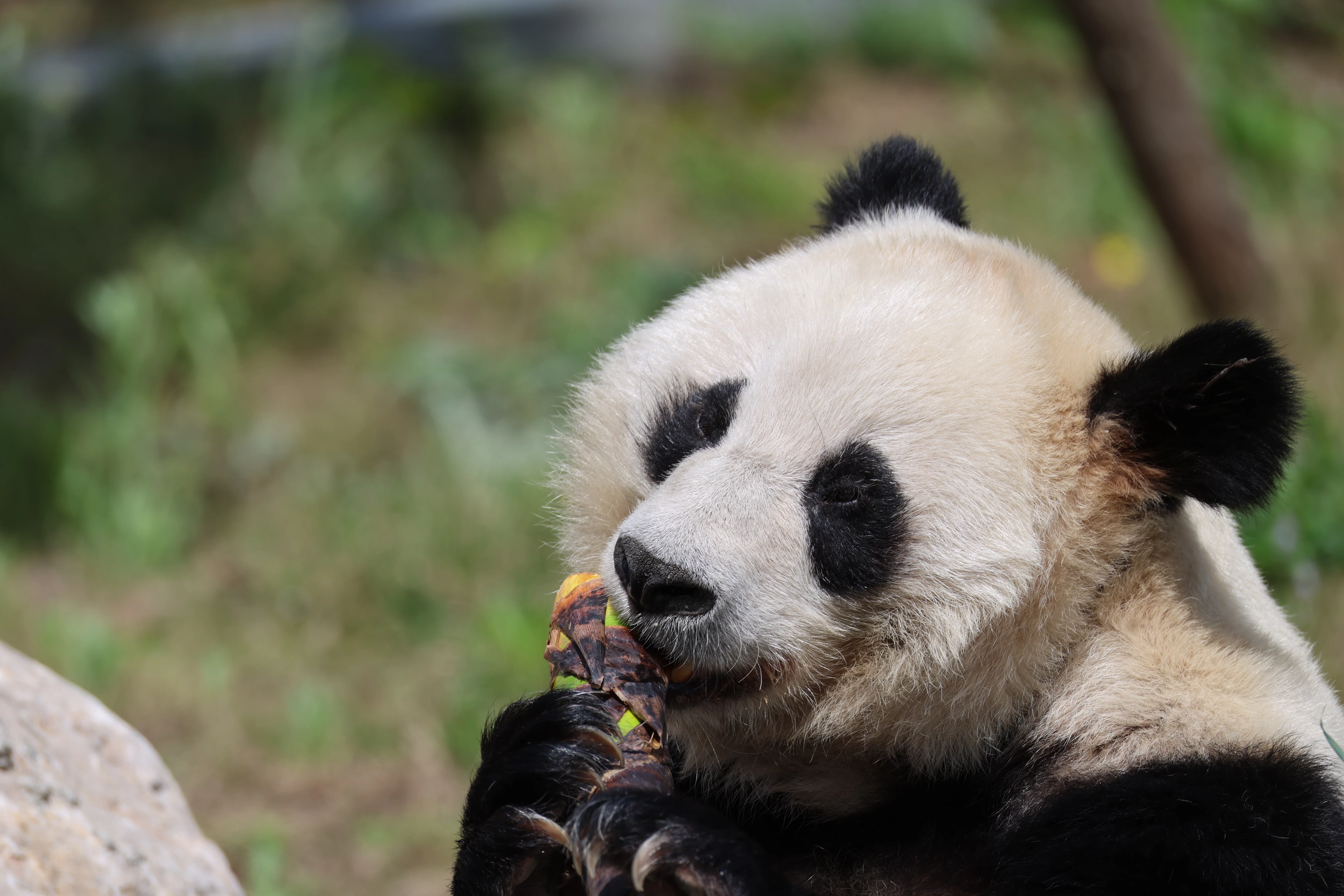 Mianyang China Giant Panda Garden