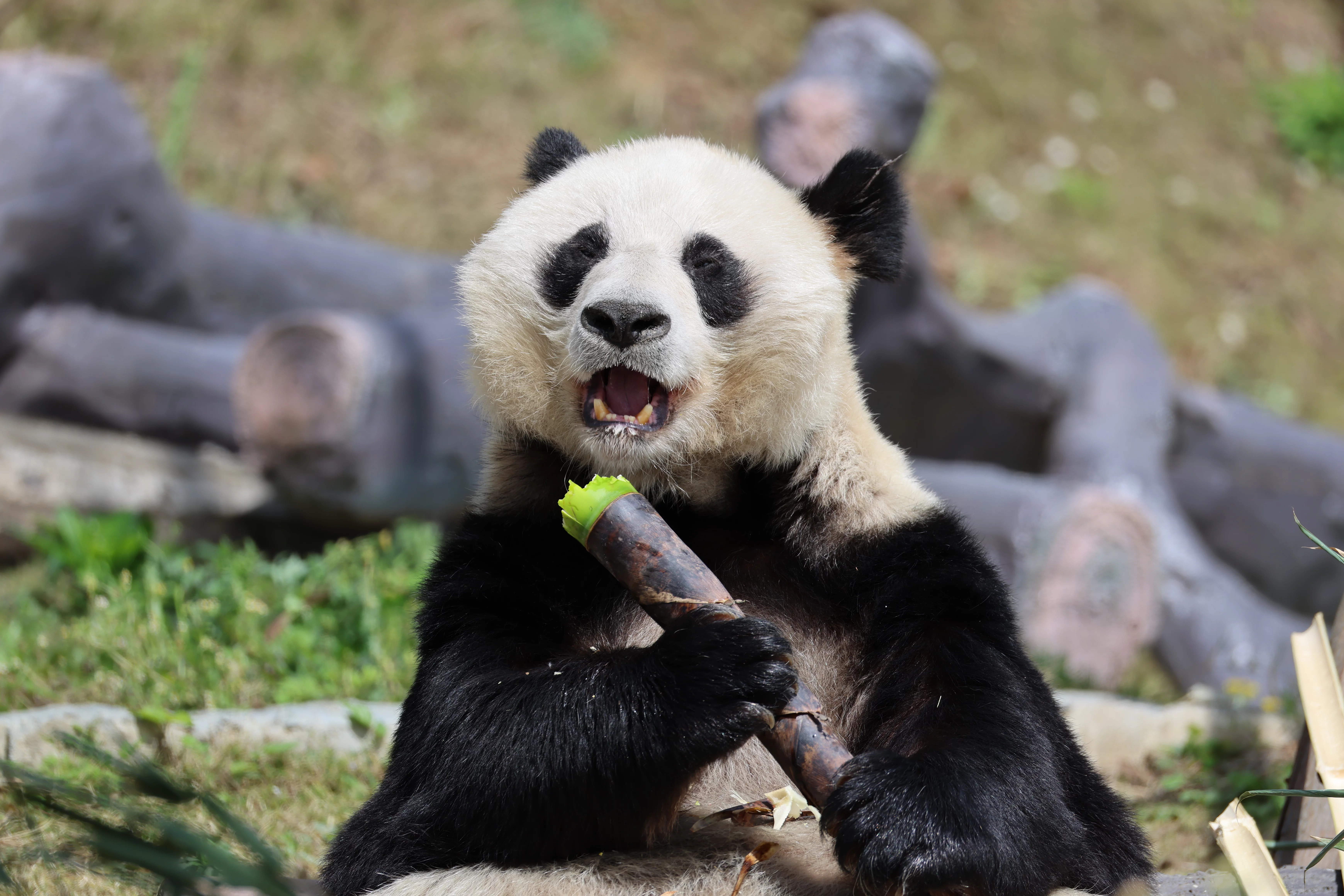 Mianyang China Giant Panda Garden