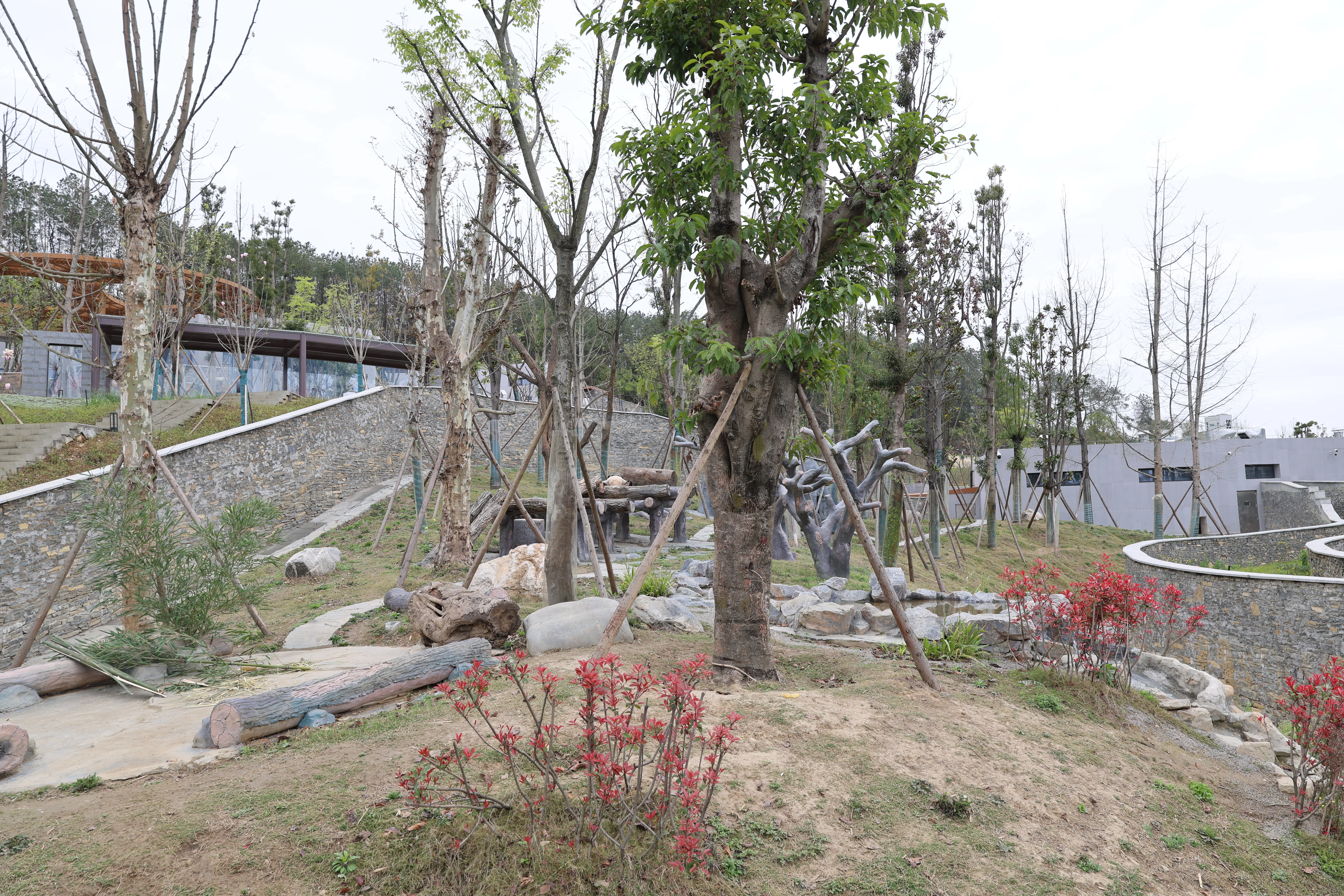 Mianyang China Giant Panda Garden