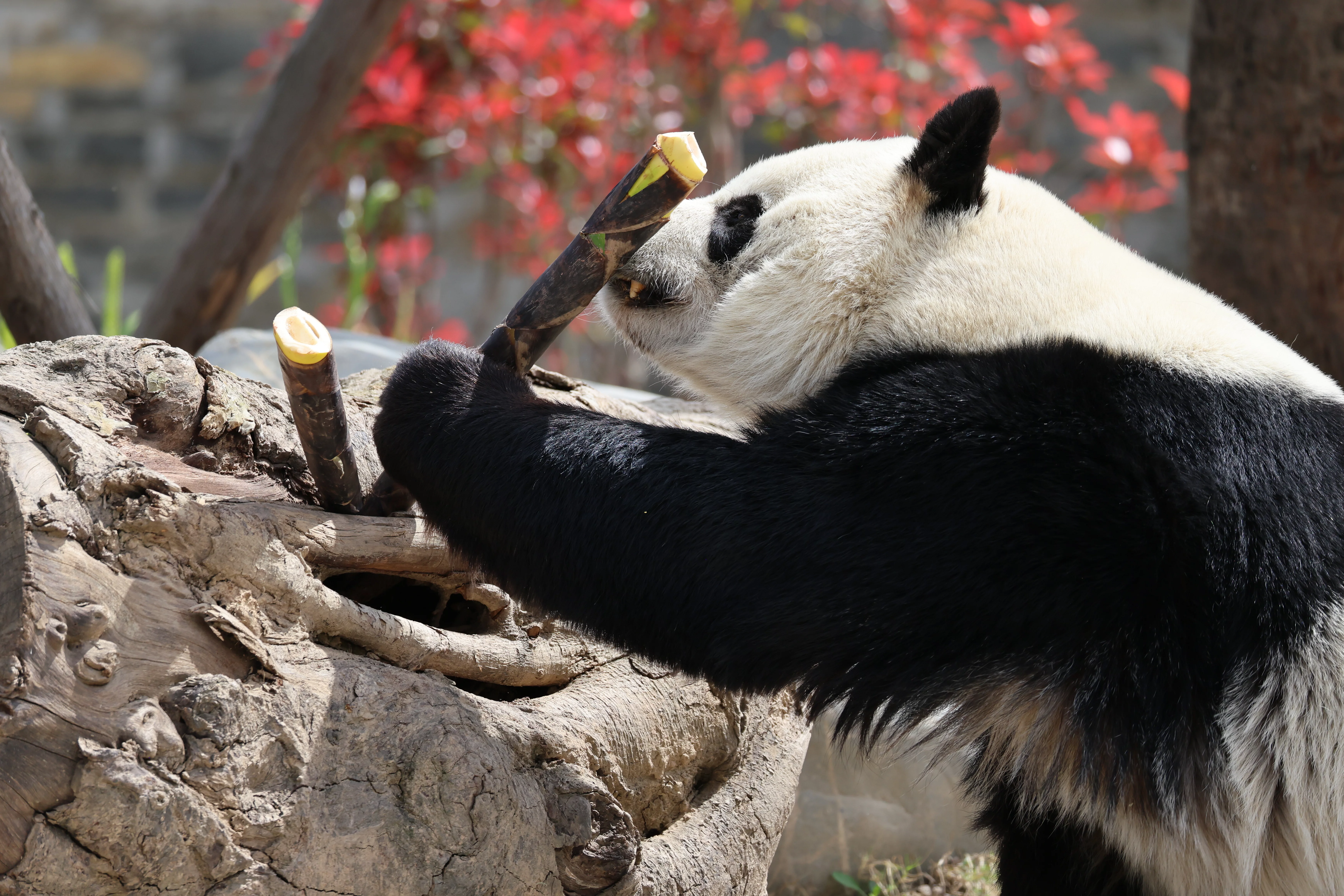 Mianyang China Giant Panda Garden