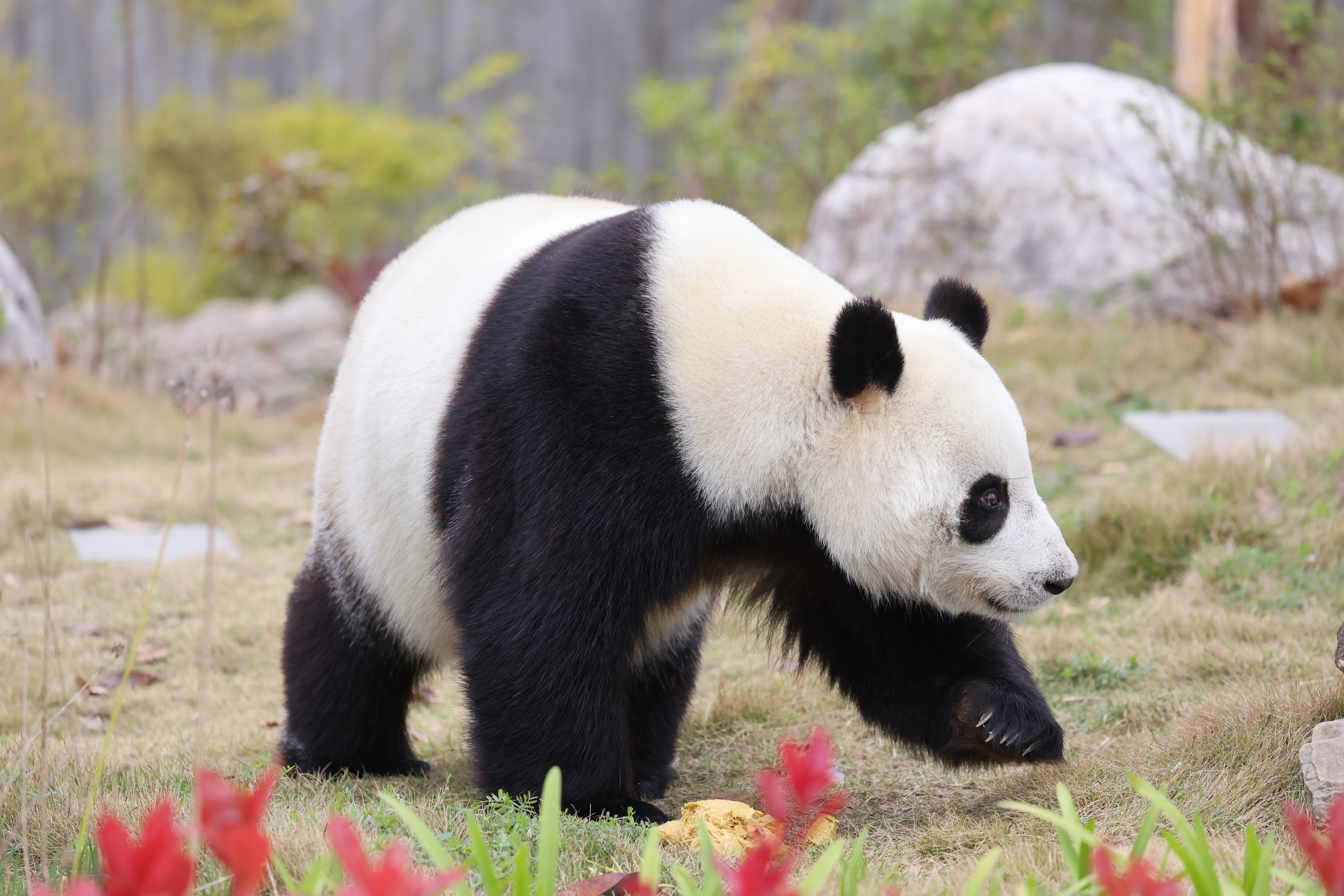Beichuan Giant Panda Flora and Fauna Park