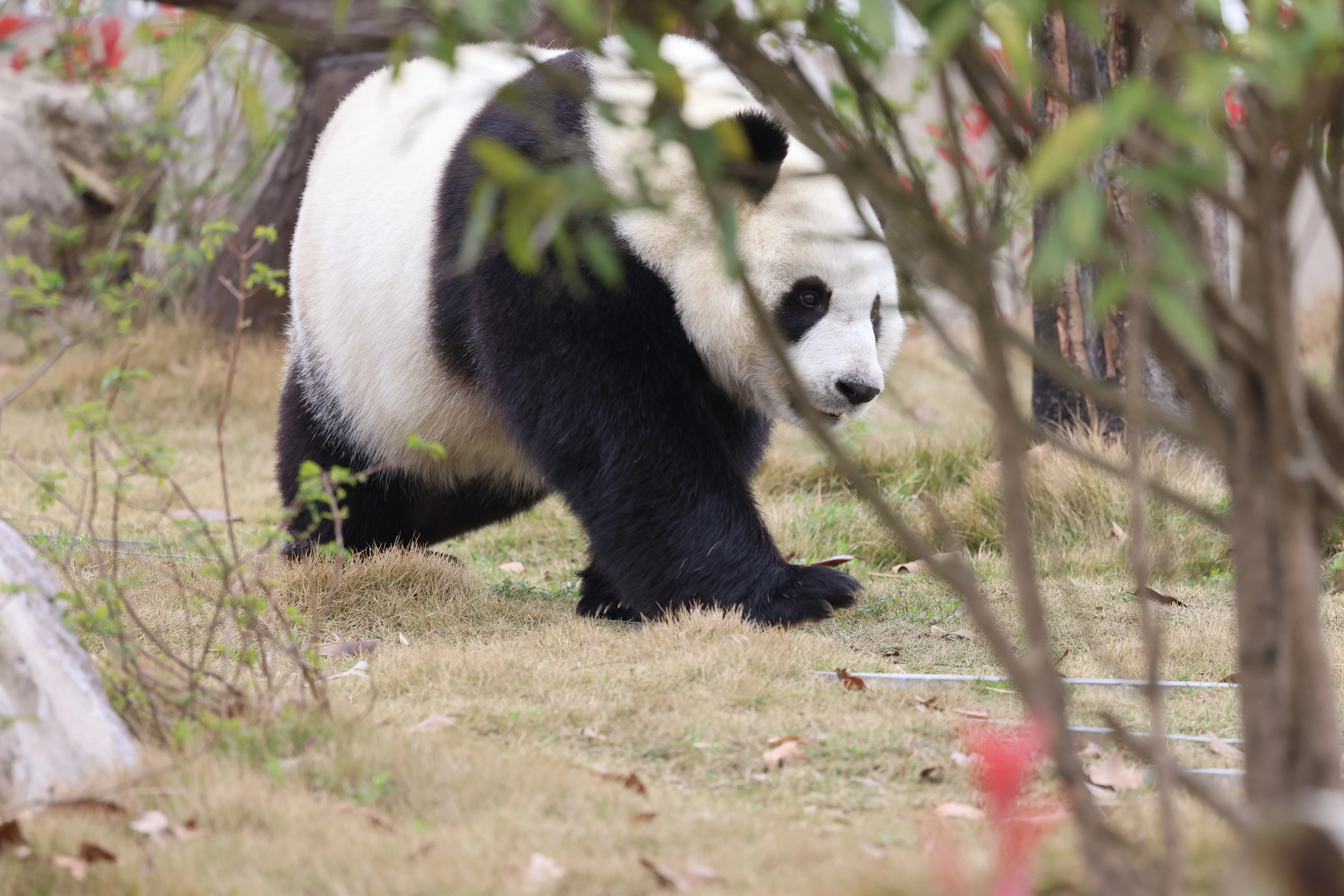 Beichuan Giant Panda Flora and Fauna Park