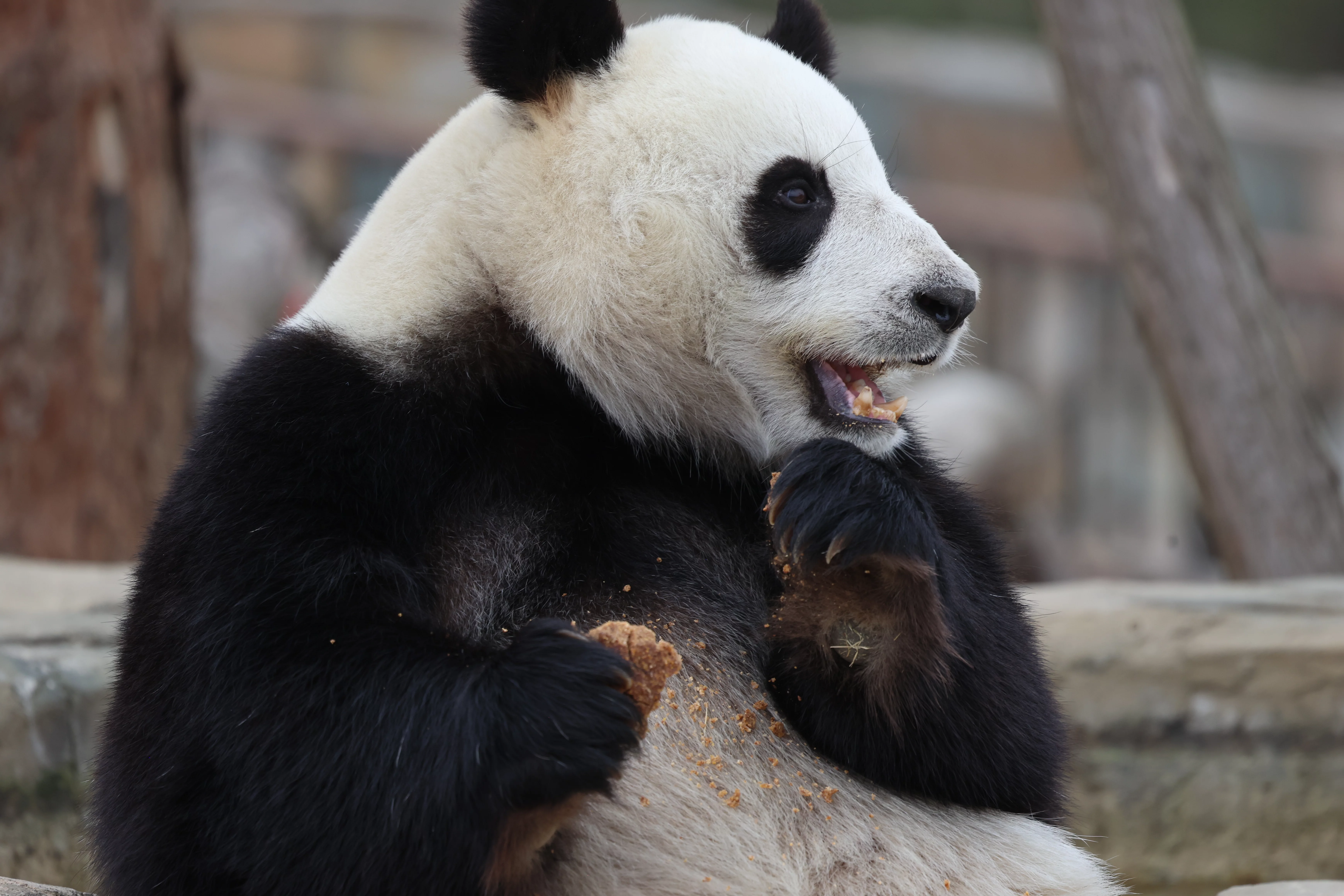 Beichuan Giant Panda Flora and Fauna Park