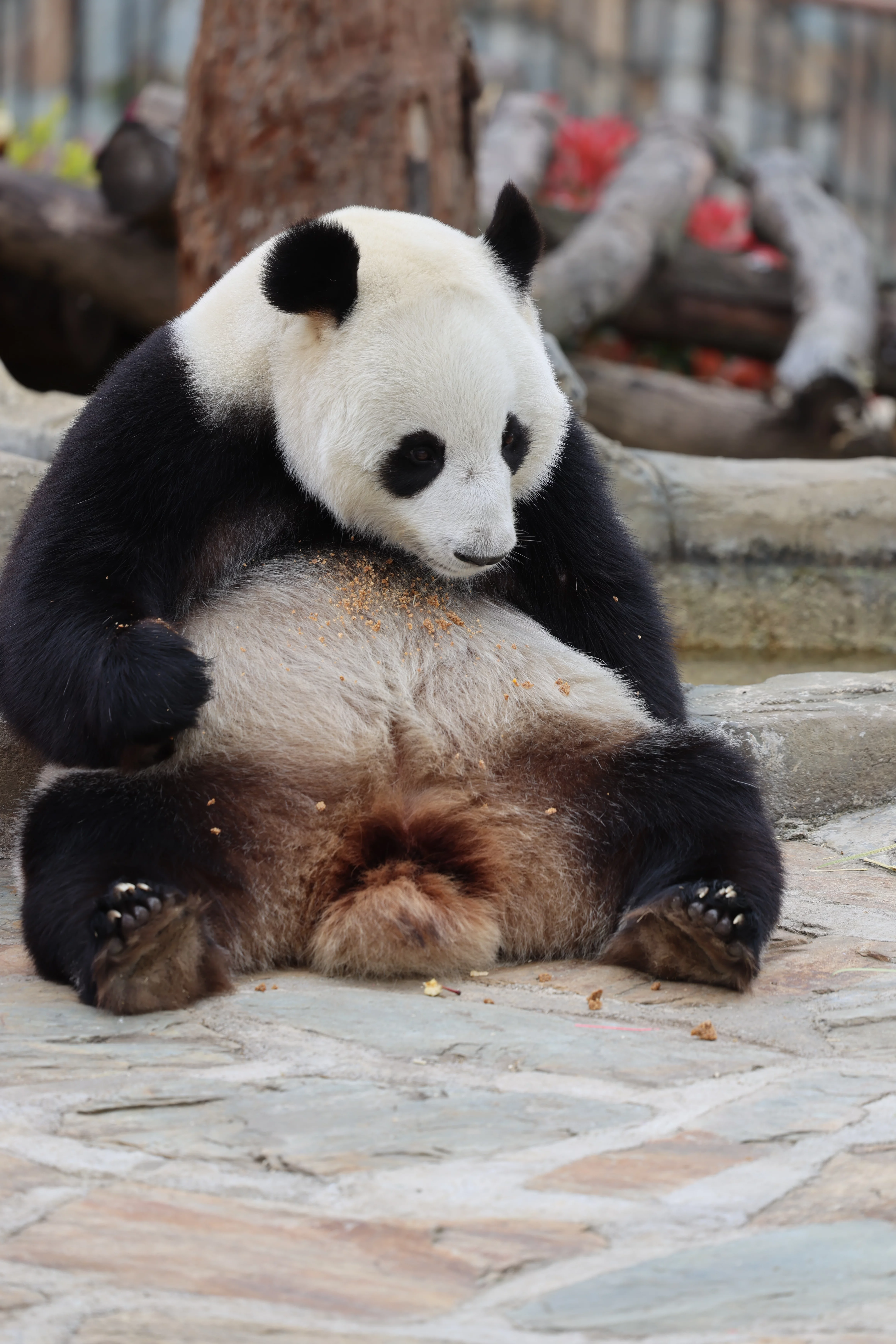 Beichuan Giant Panda Flora and Fauna Park