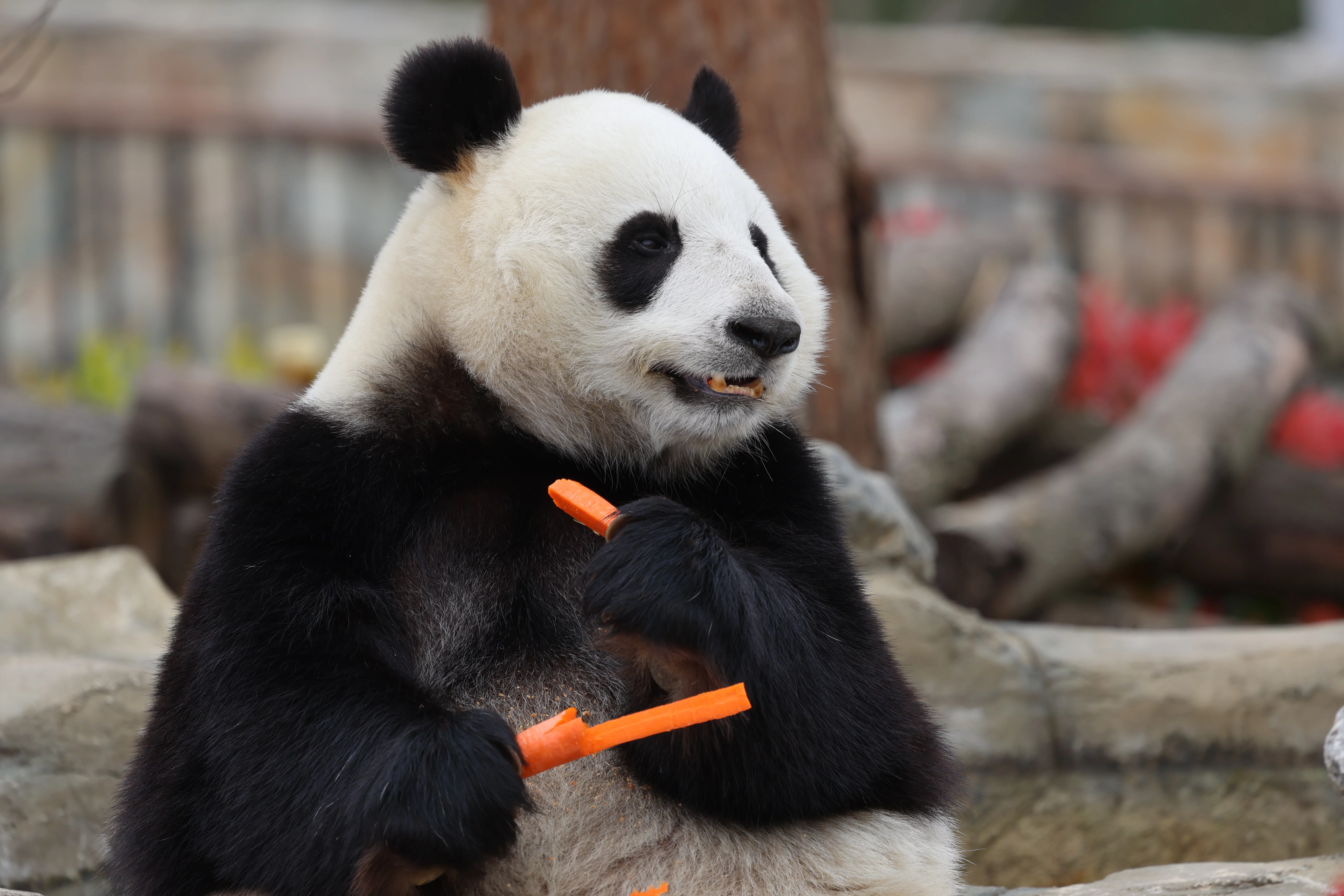 Beichuan Giant Panda Flora and Fauna Park