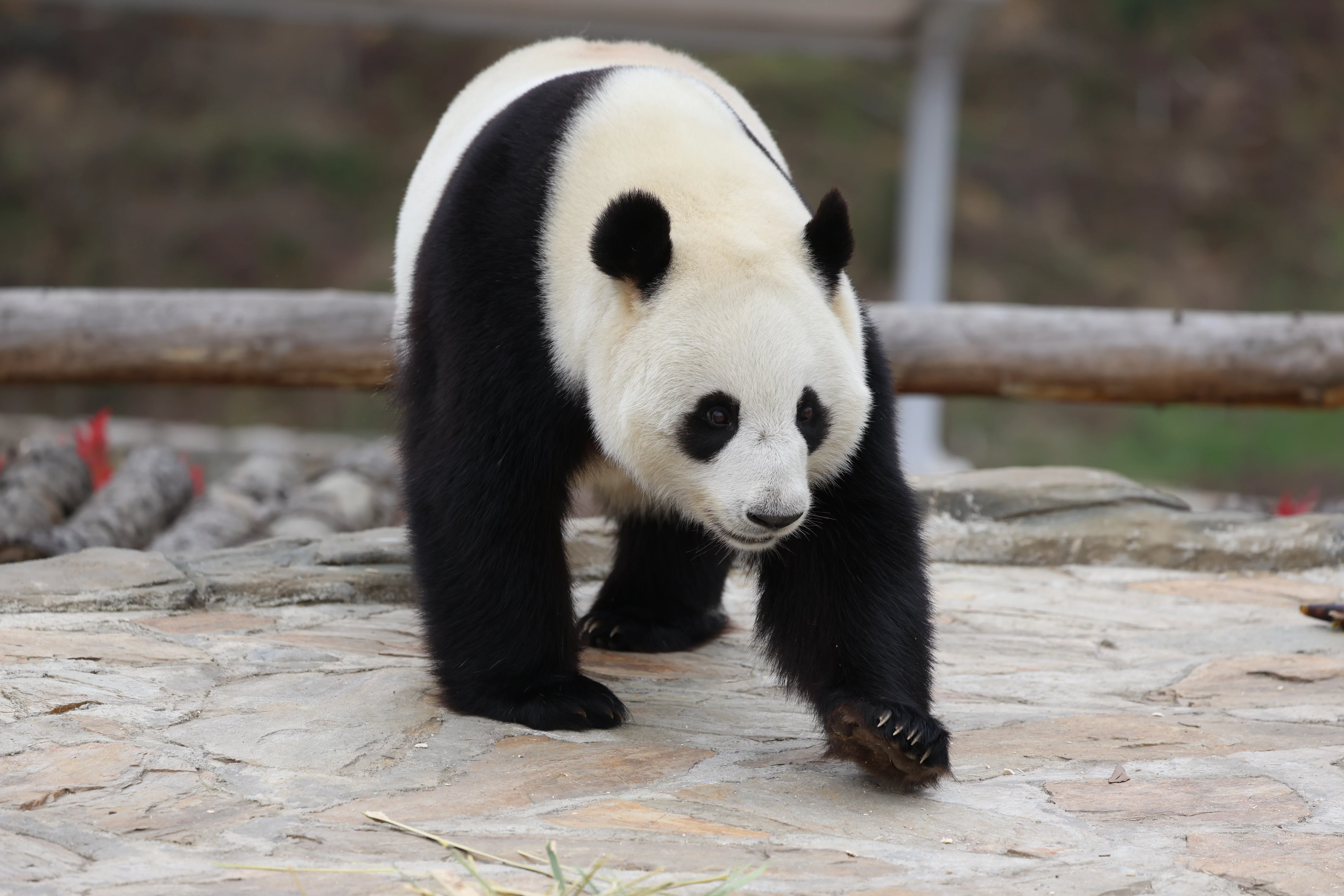 Beichuan Giant Panda Flora and Fauna Park
