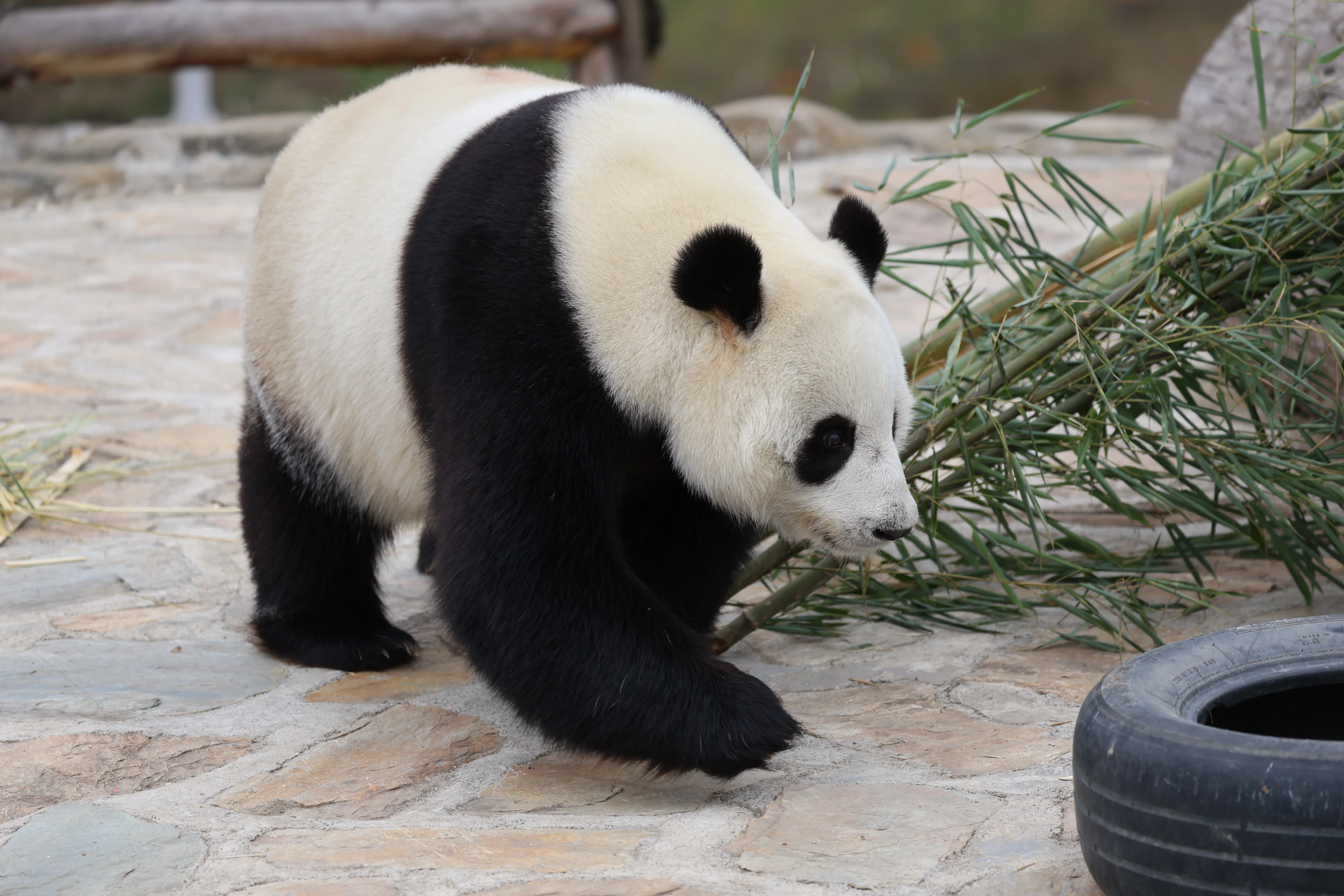 Beichuan Giant Panda Flora and Fauna Park