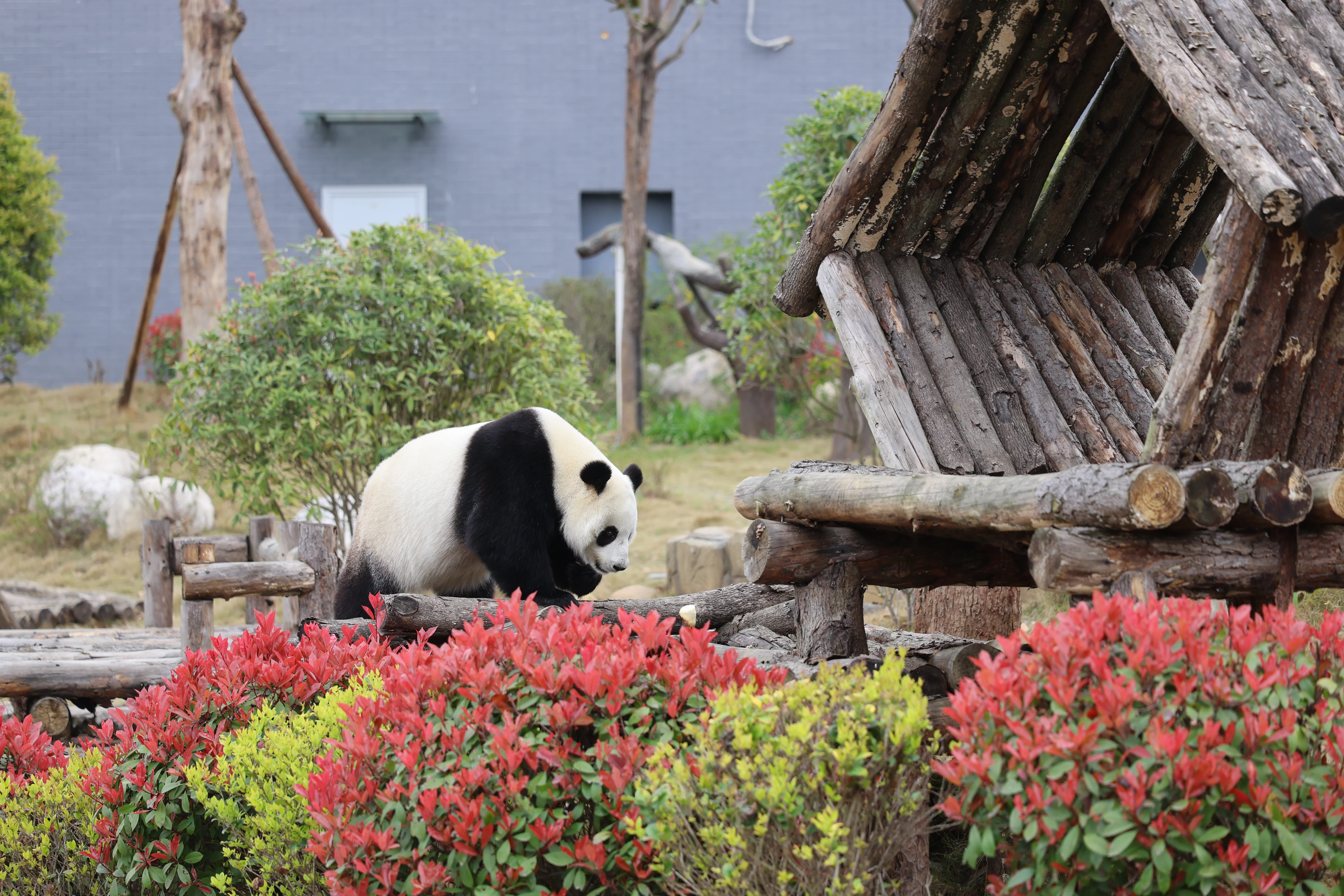 Beichuan Giant Panda Flora and Fauna Park