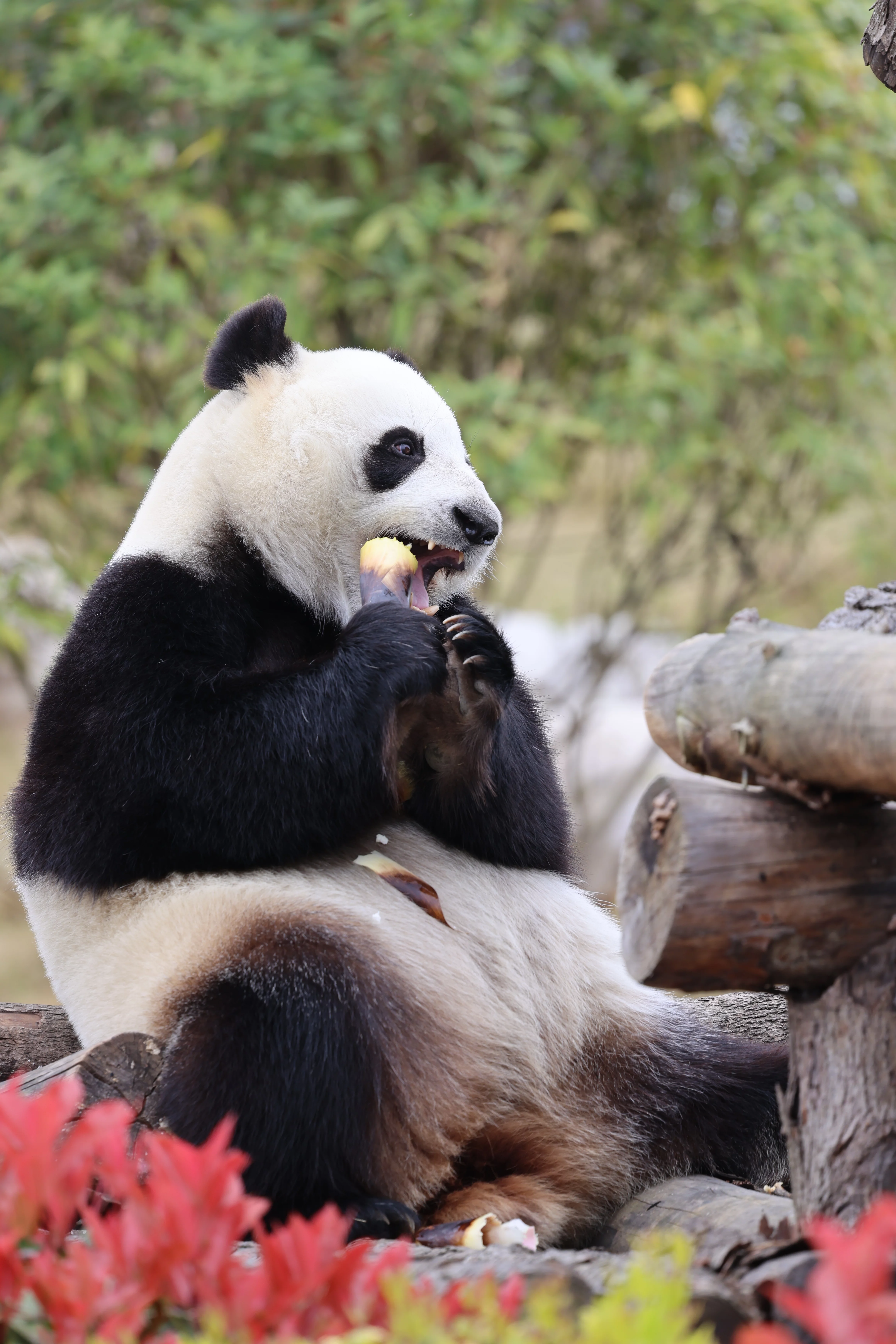 Beichuan Giant Panda Flora and Fauna Park