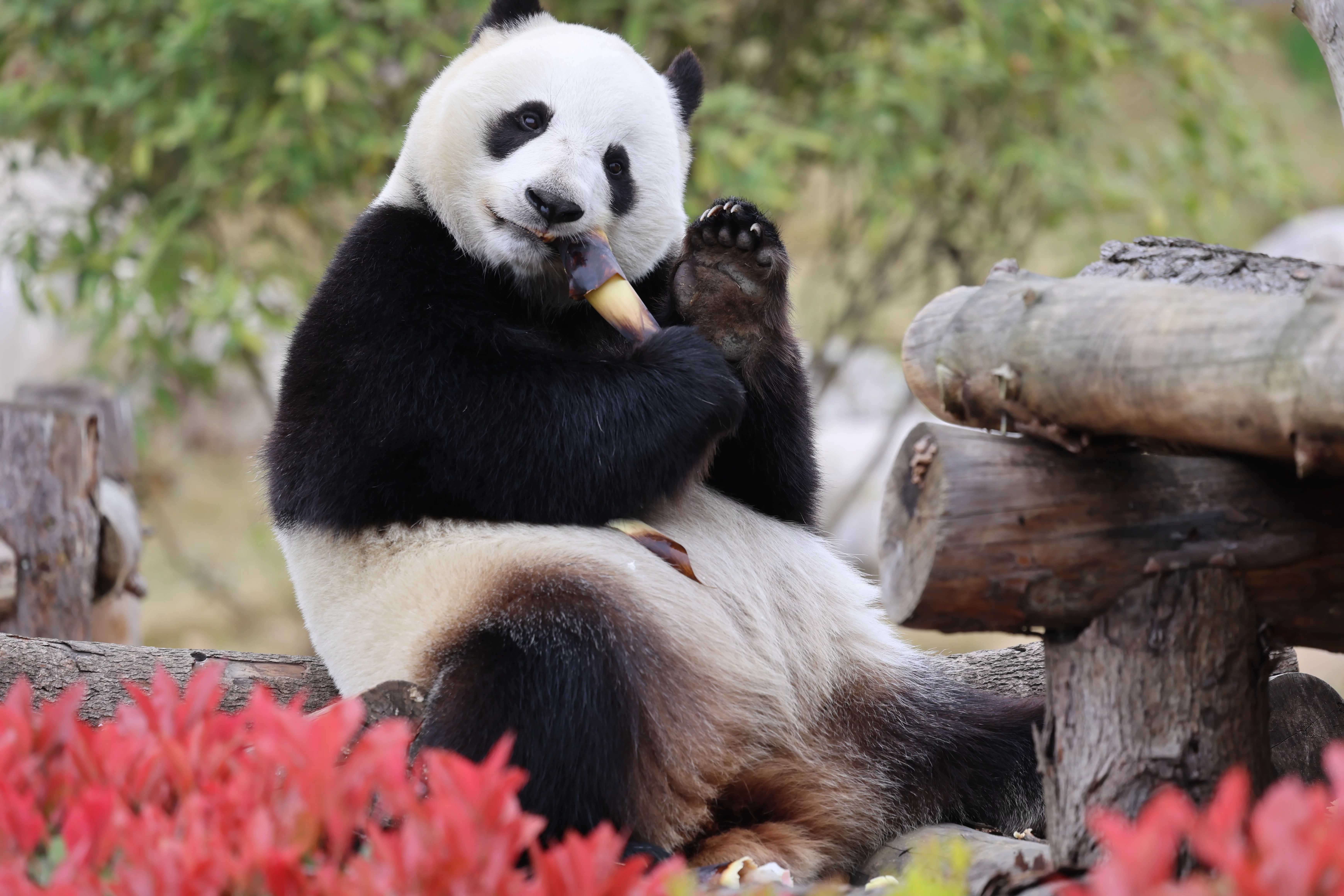 Beichuan Giant Panda Flora and Fauna Park