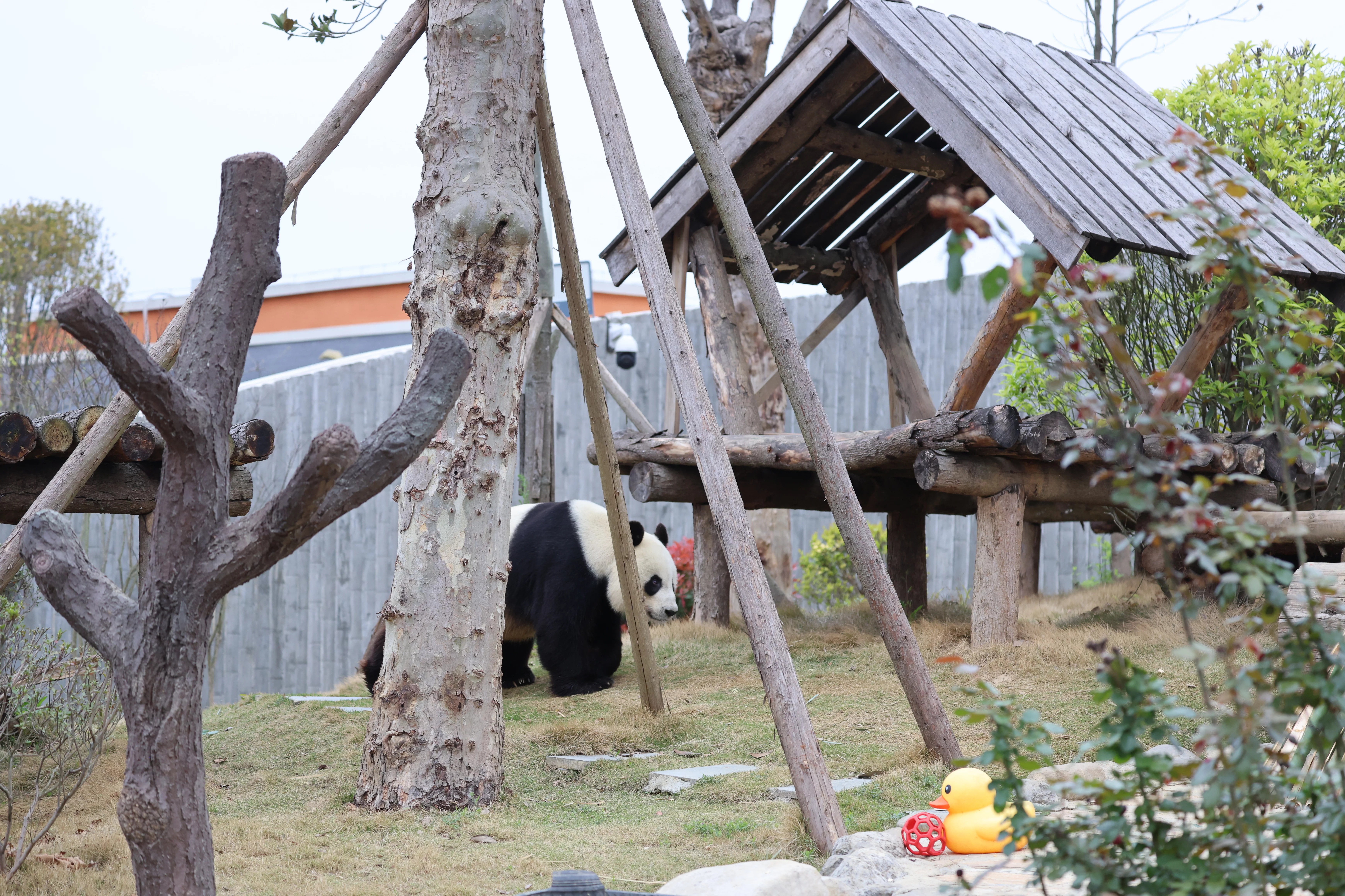 Beichuan Giant Panda Flora and Fauna Park