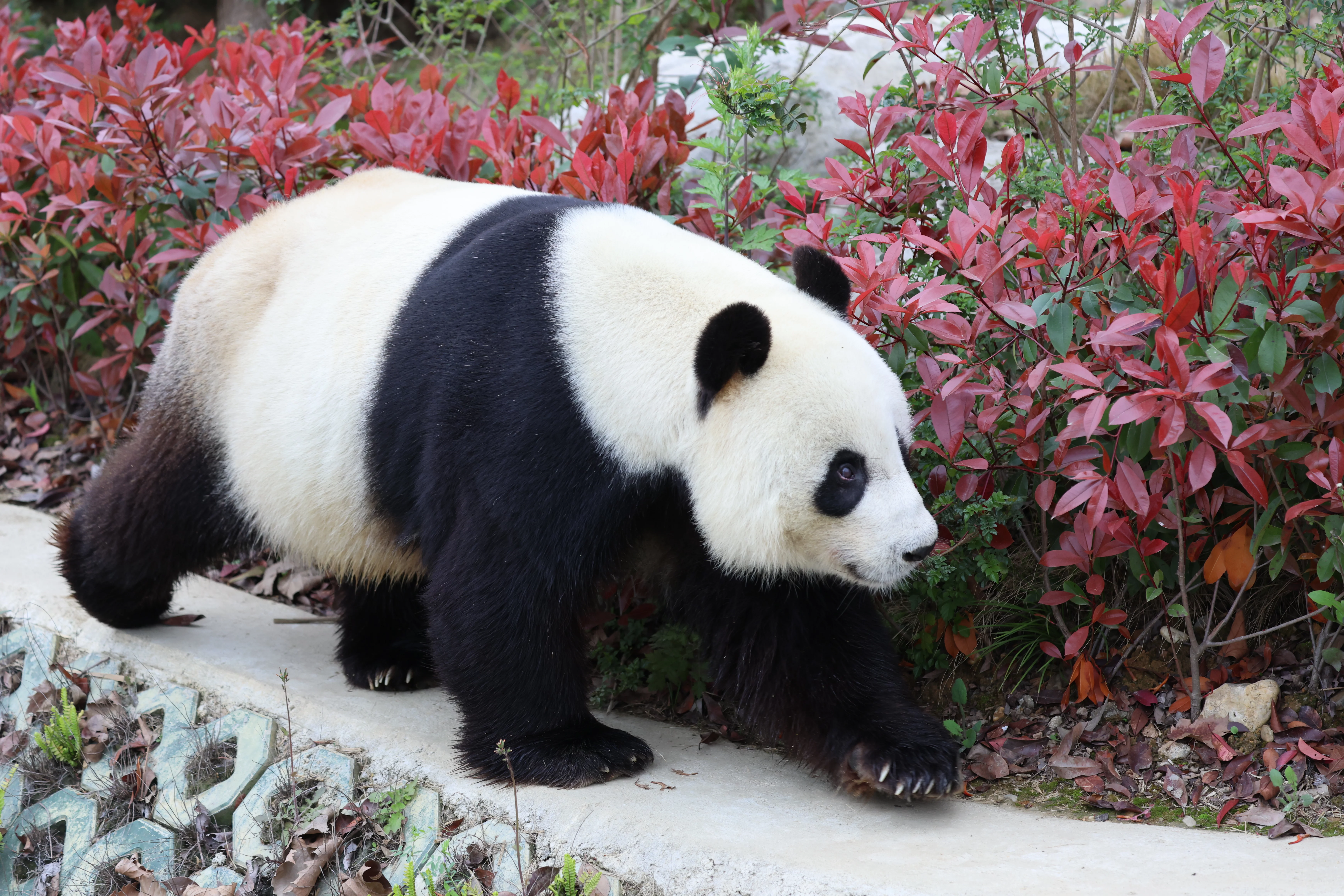 Beichuan Giant Panda Flora and Fauna Park