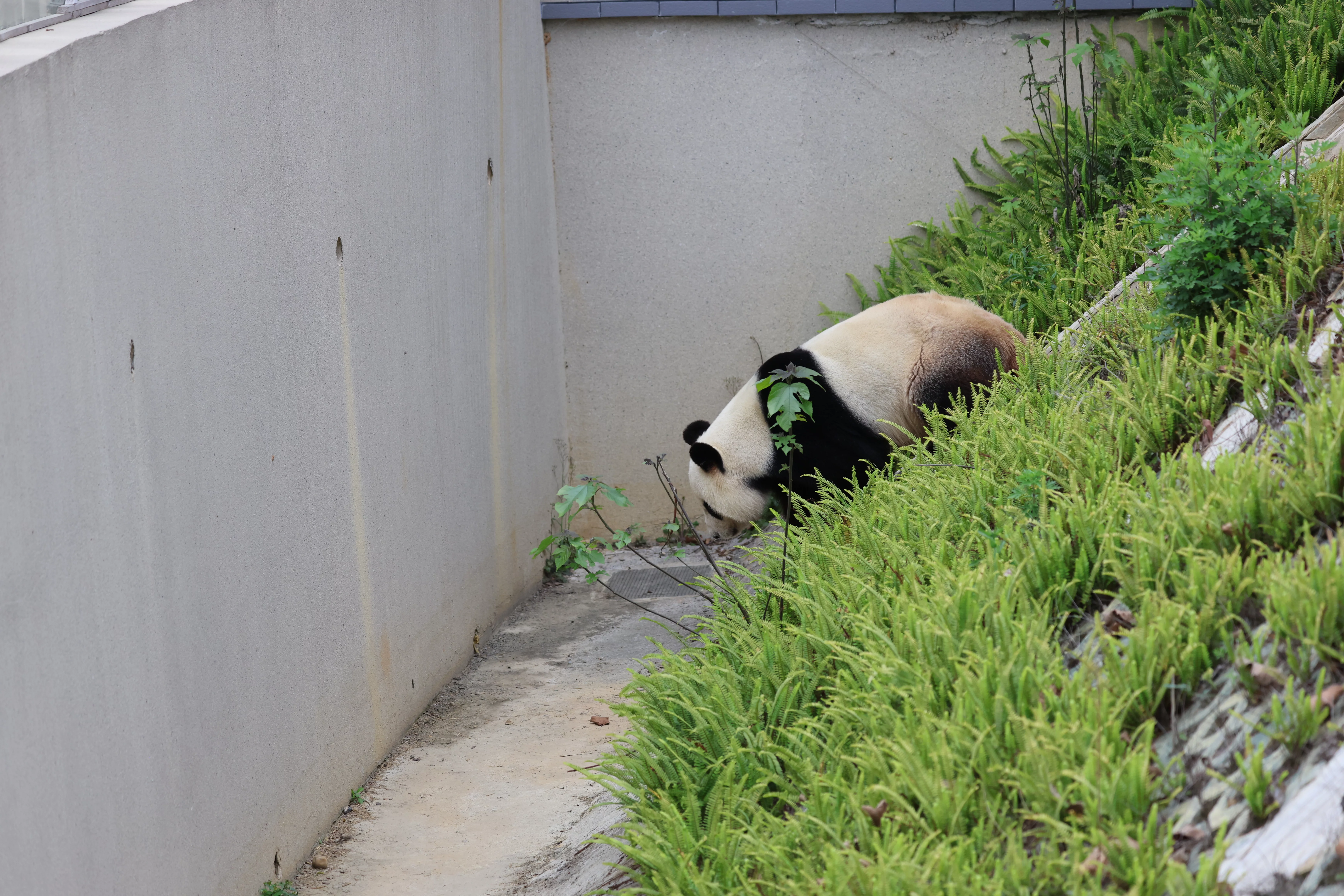 Beichuan Giant Panda Flora and Fauna Park
