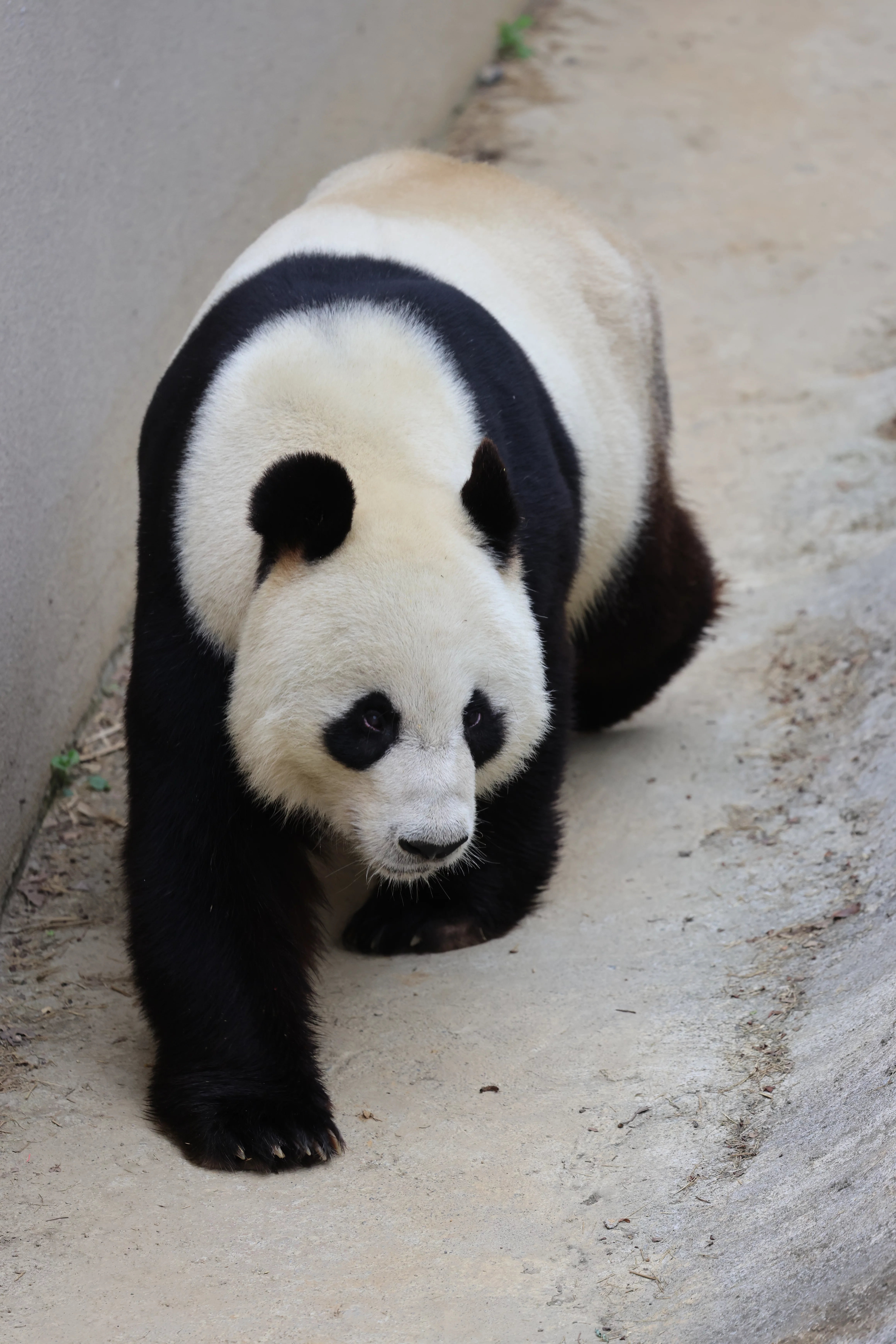 Beichuan Giant Panda Flora and Fauna Park