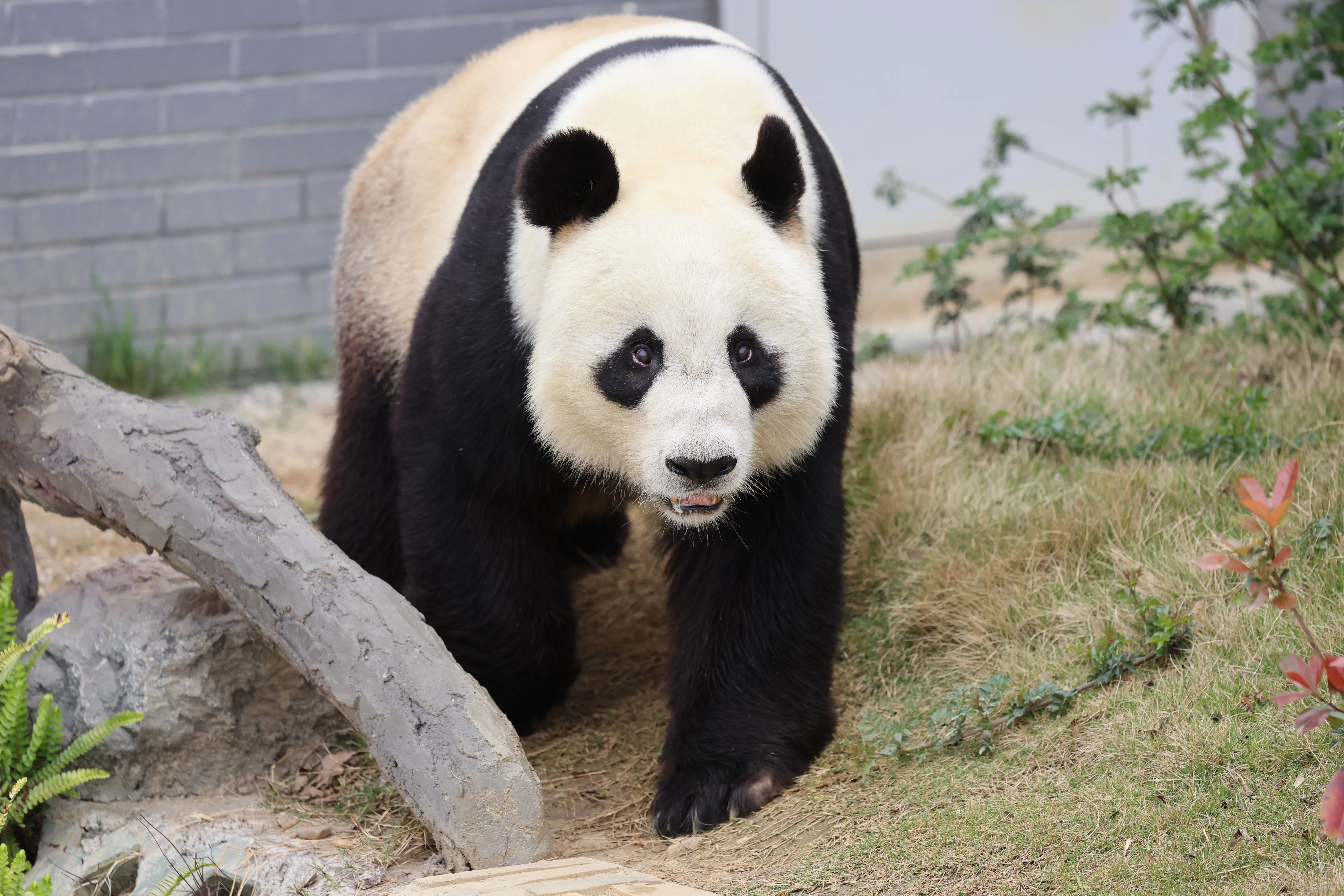 Beichuan Giant Panda Flora and Fauna Park