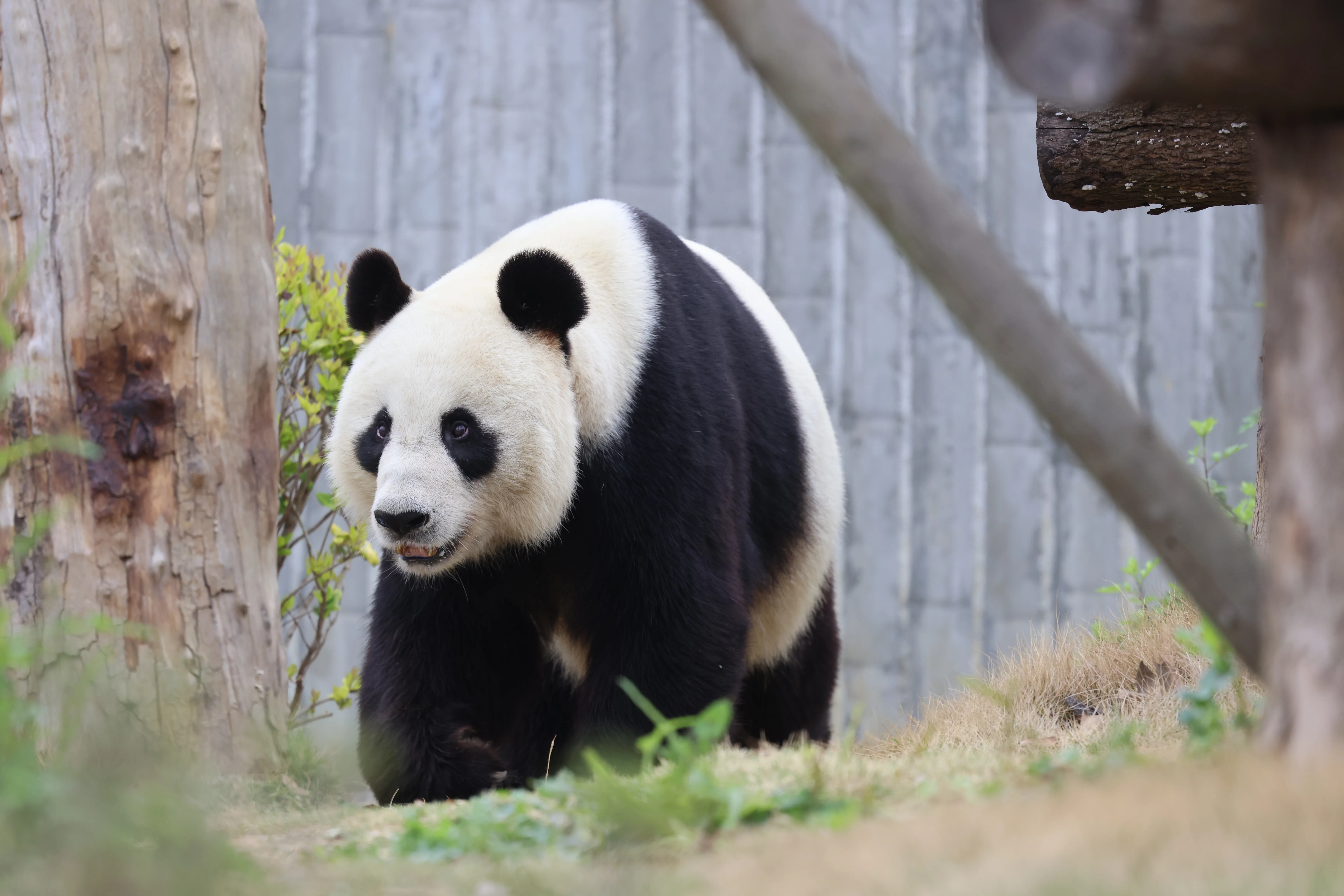 Beichuan Giant Panda Flora and Fauna Park