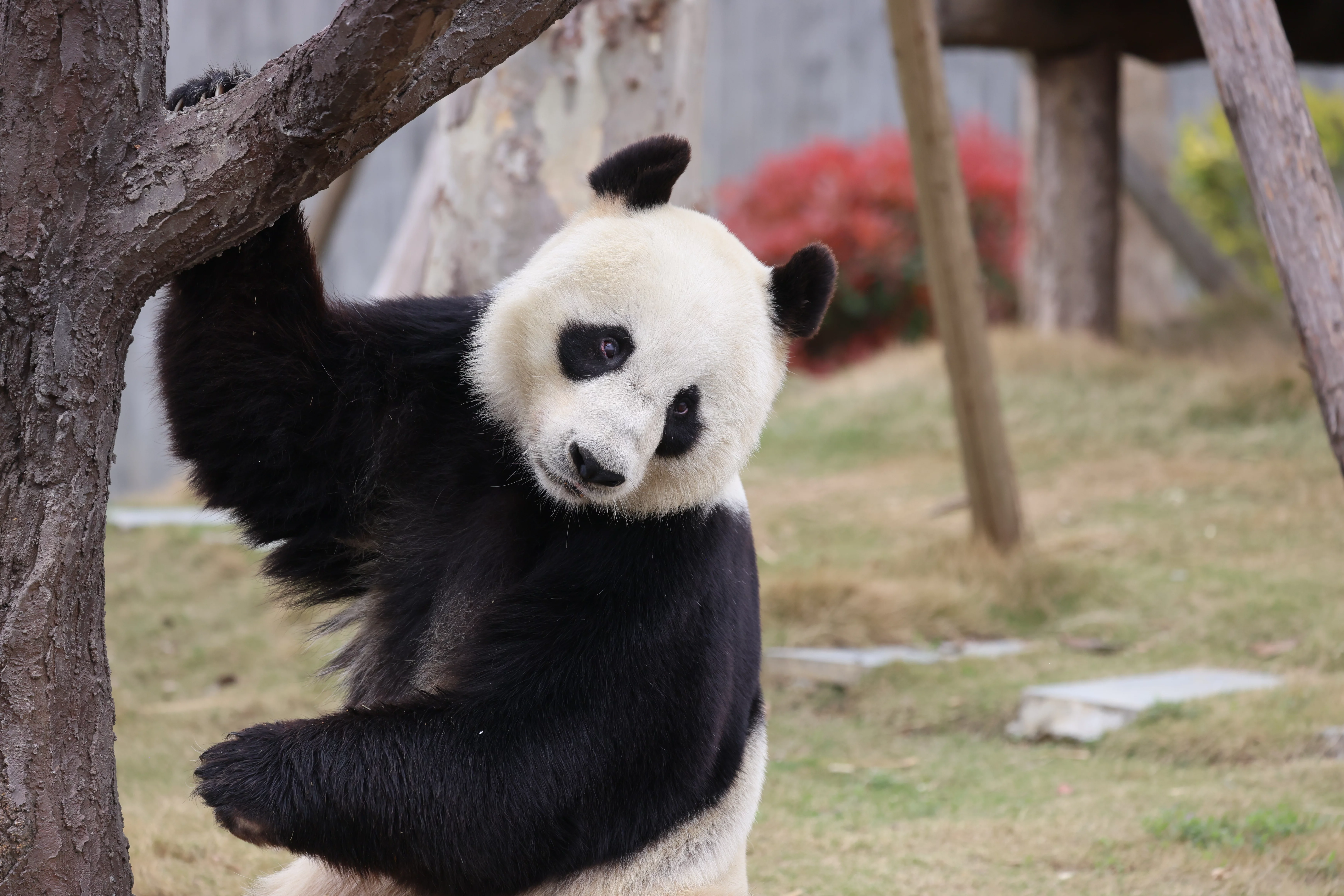 Beichuan Giant Panda Flora and Fauna Park