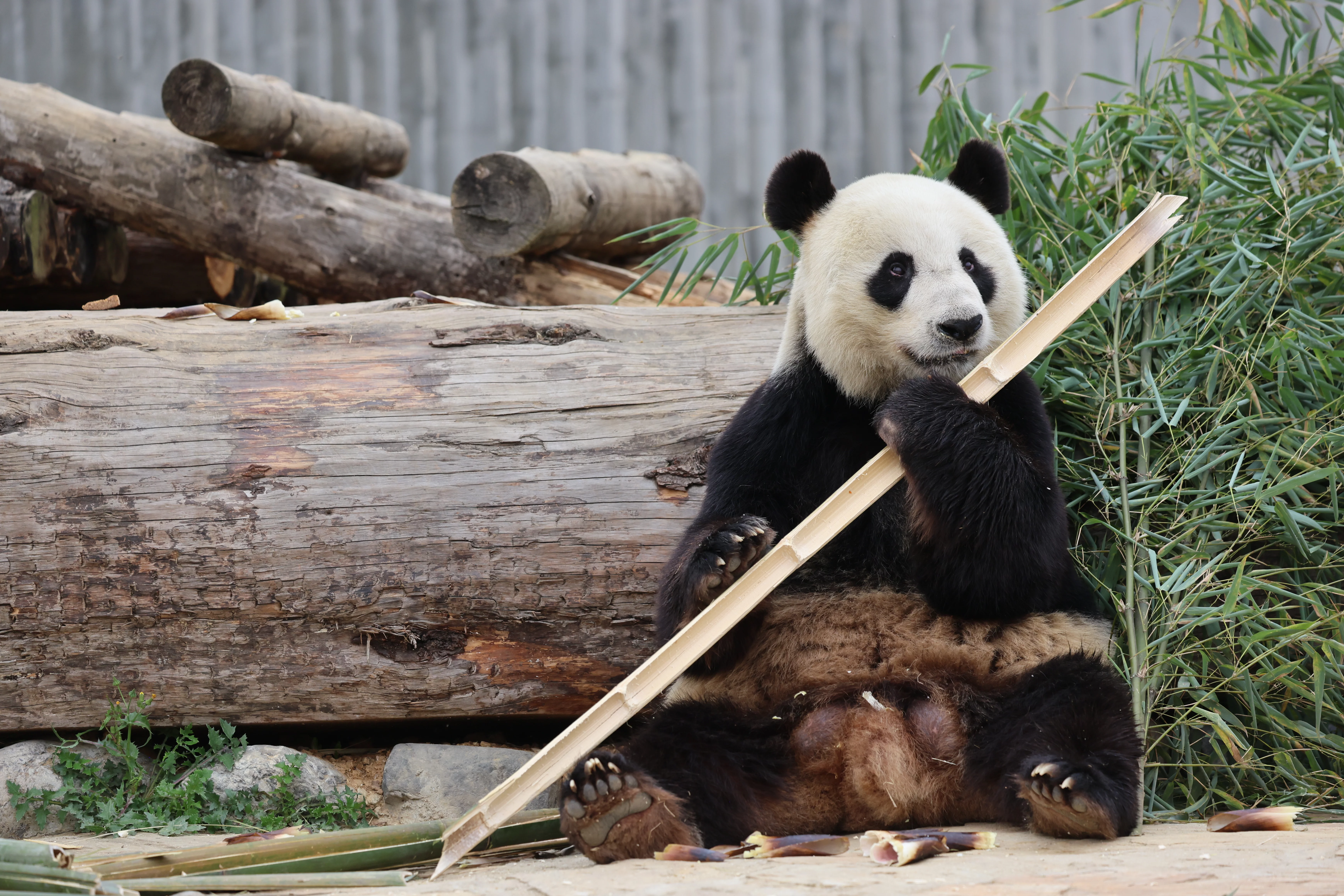 Beichuan Giant Panda Flora and Fauna Park