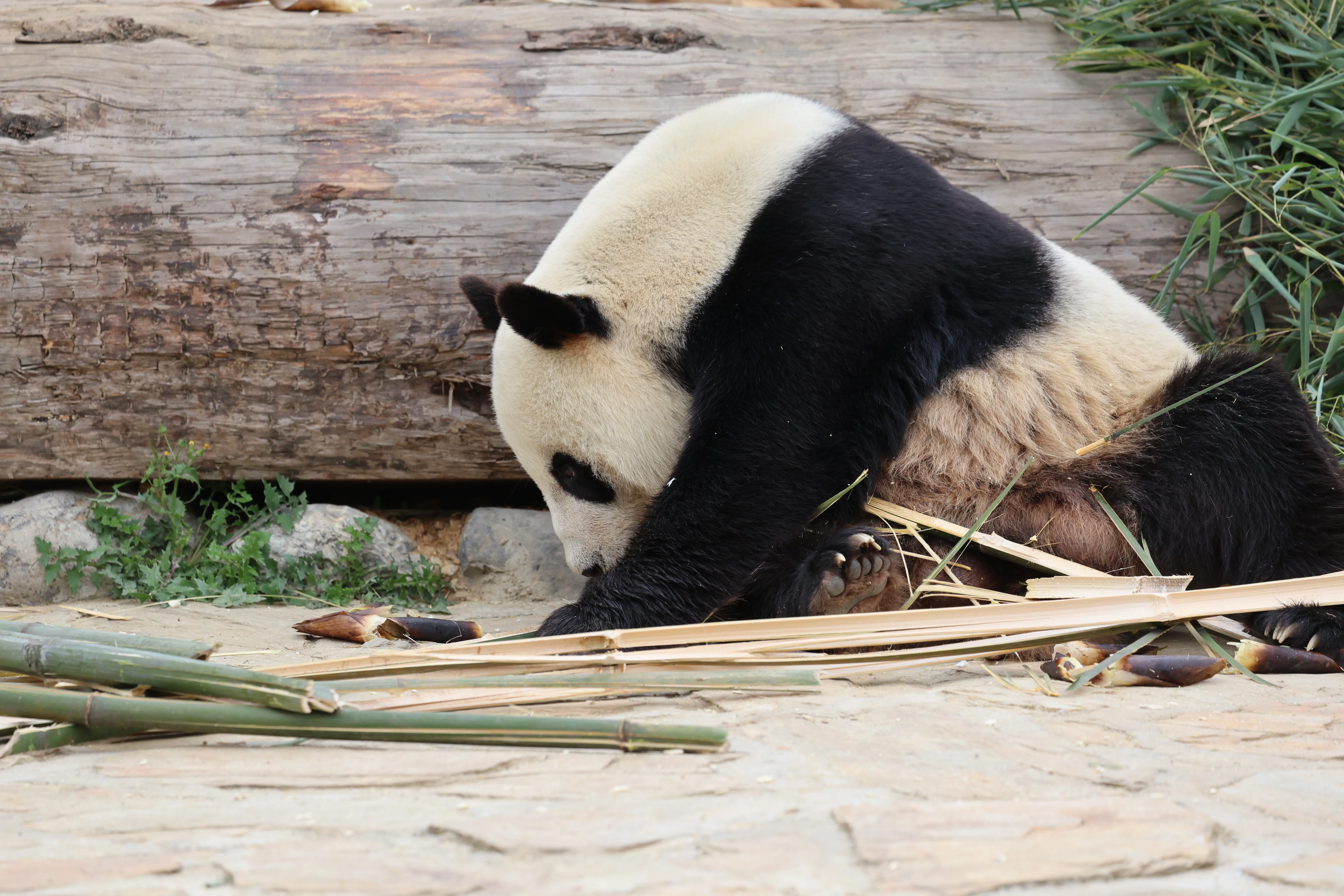 Beichuan Giant Panda Flora and Fauna Park