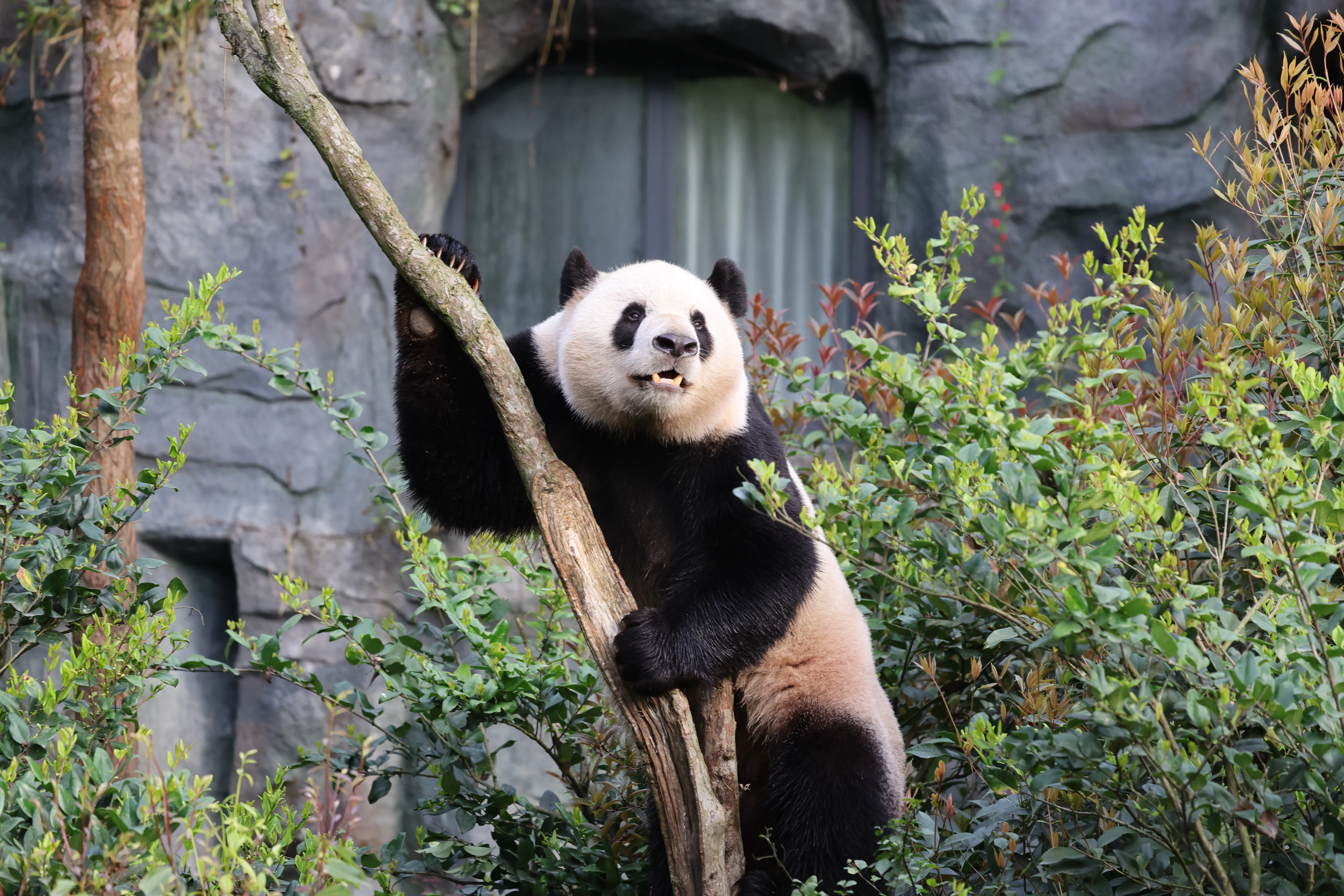 Chengdu Field Research Center for Giant Pandas of CRBGPB