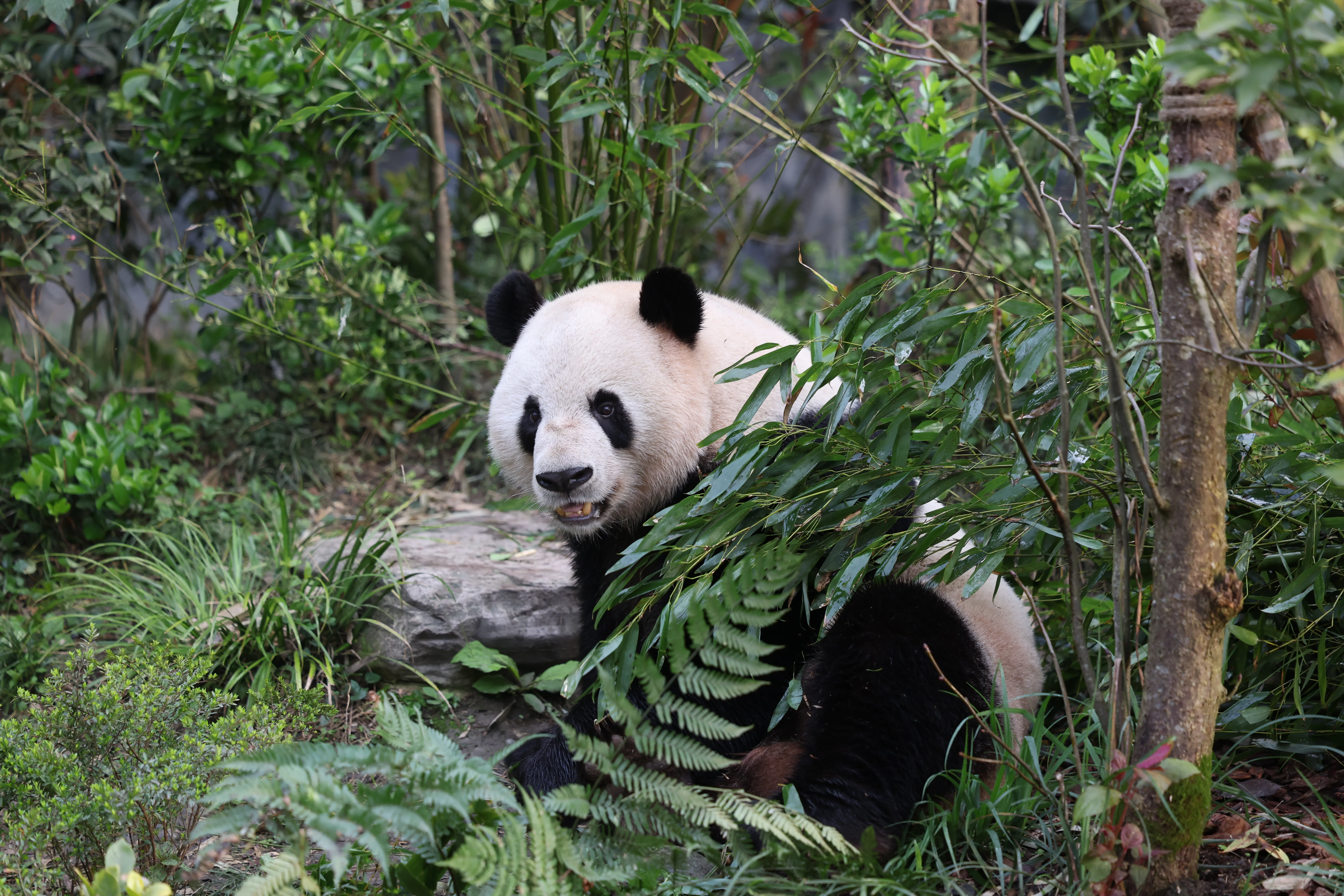 Chengdu Field Research Center for Giant Pandas of CRBGPB