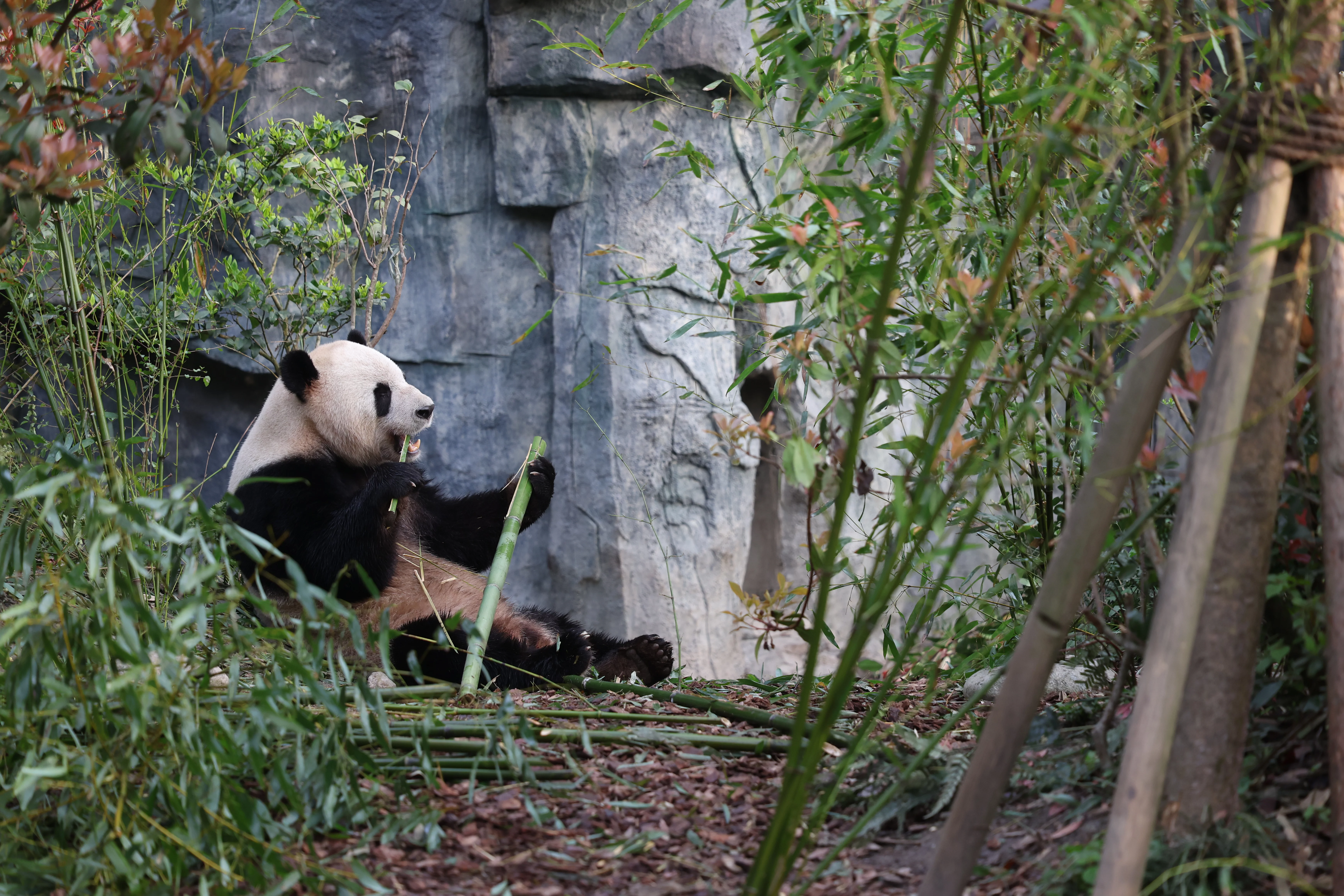 Chengdu Field Research Center for Giant Pandas of CRBGPB