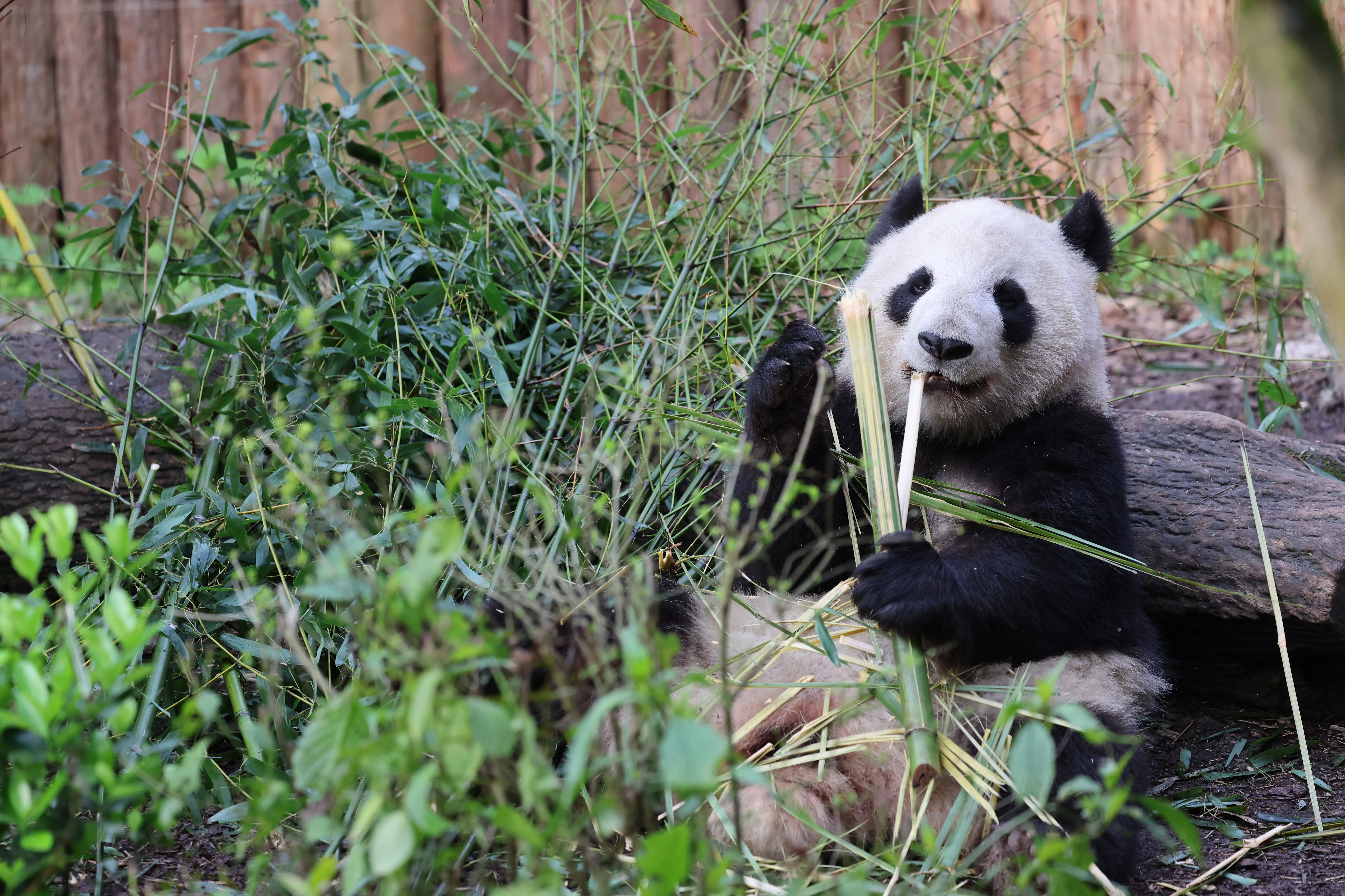 Chengdu Field Research Center for Giant Pandas of CRBGPB