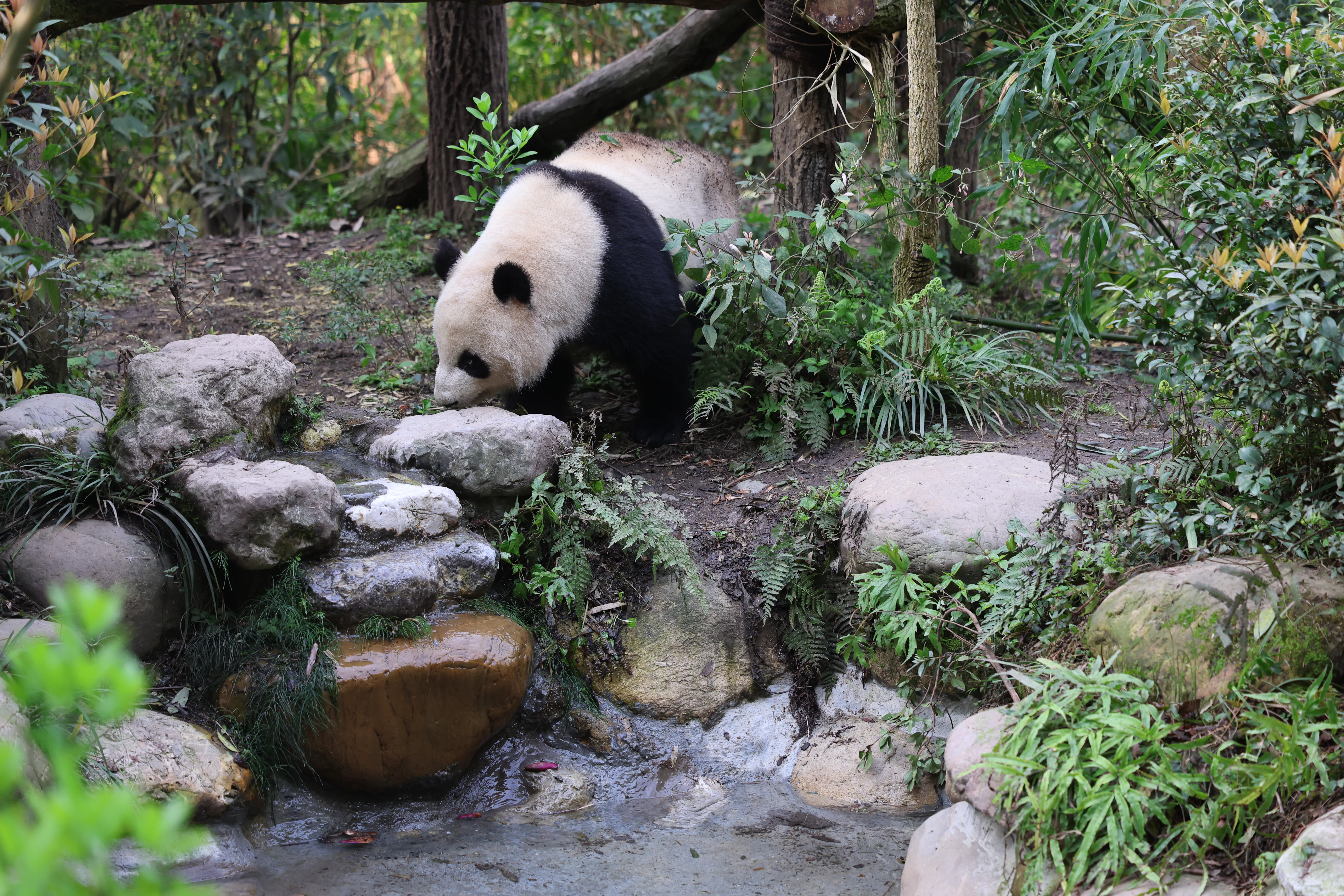 Chengdu Field Research Center for Giant Pandas of CRBGPB