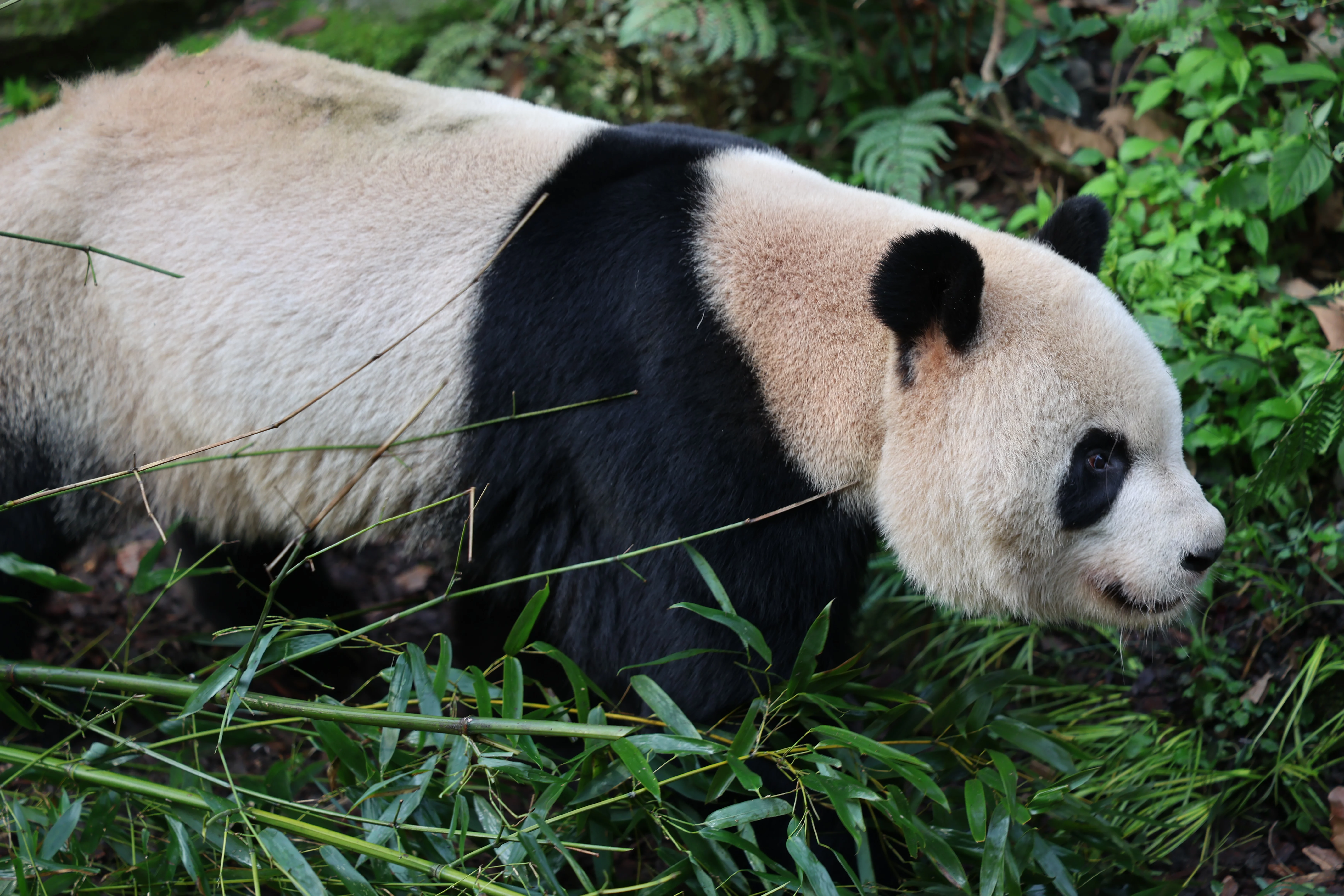 Chengdu Field Research Center for Giant Pandas of CRBGPB