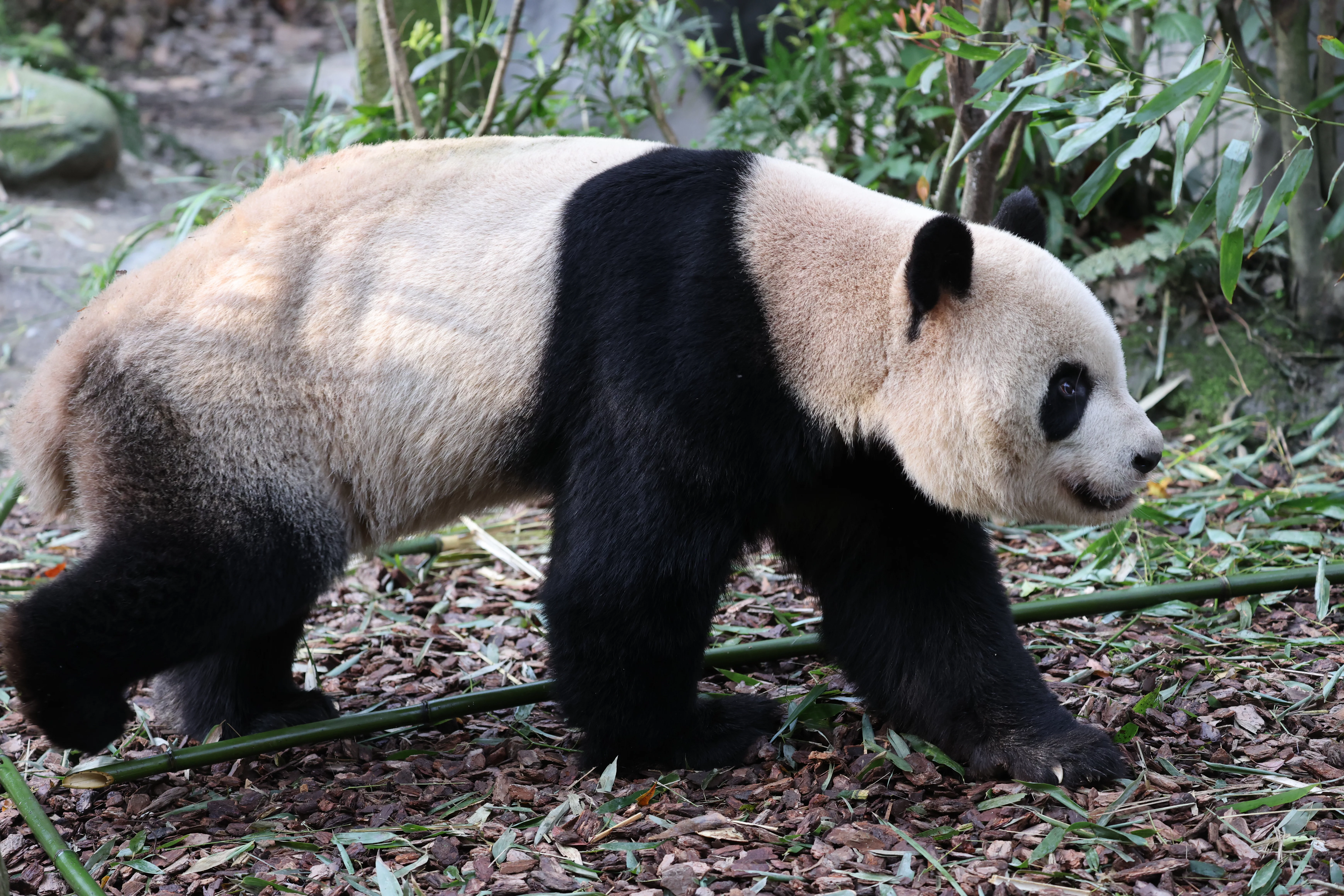 Chengdu Field Research Center for Giant Pandas of CRBGPB