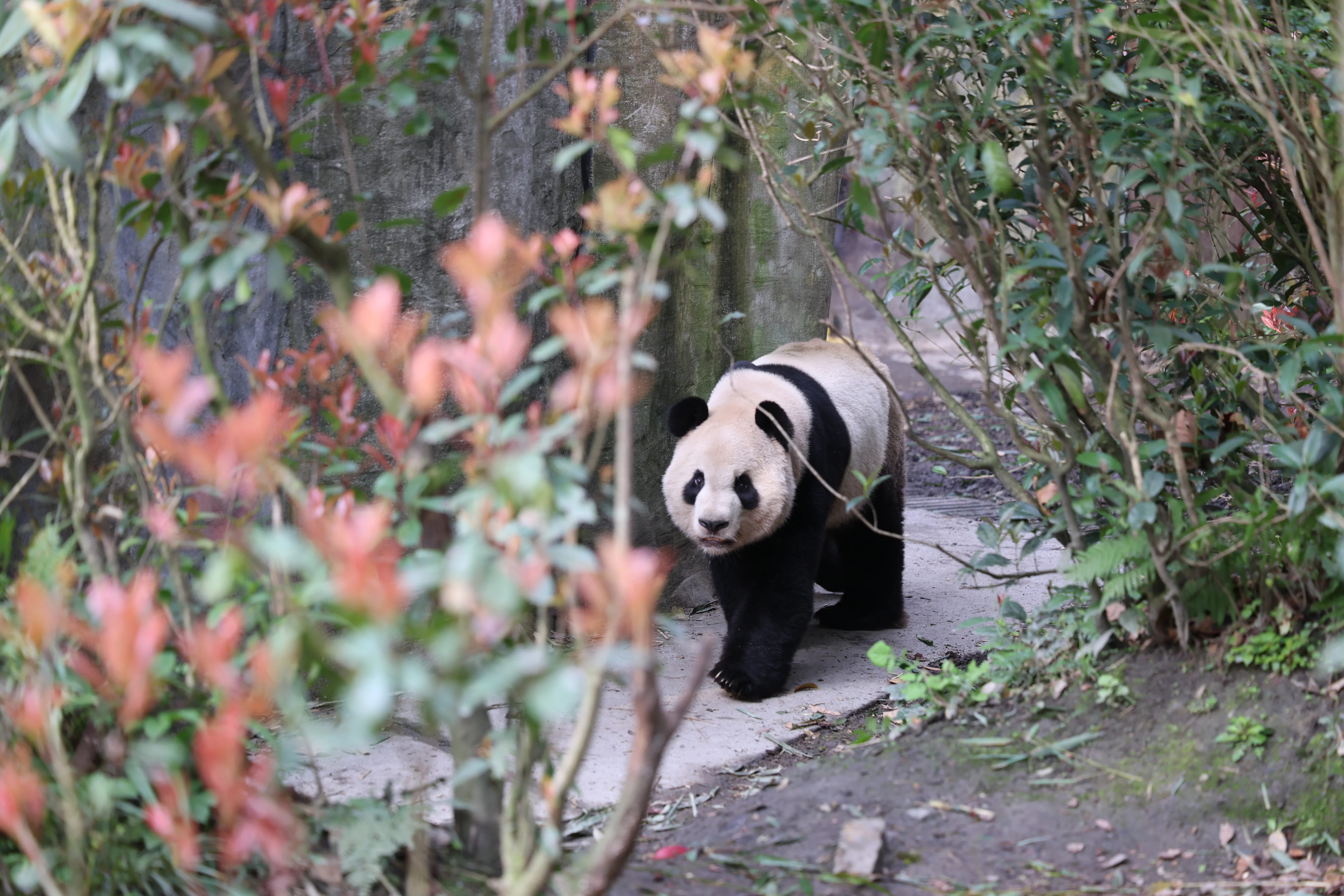 Chengdu Field Research Center for Giant Pandas of CRBGPB