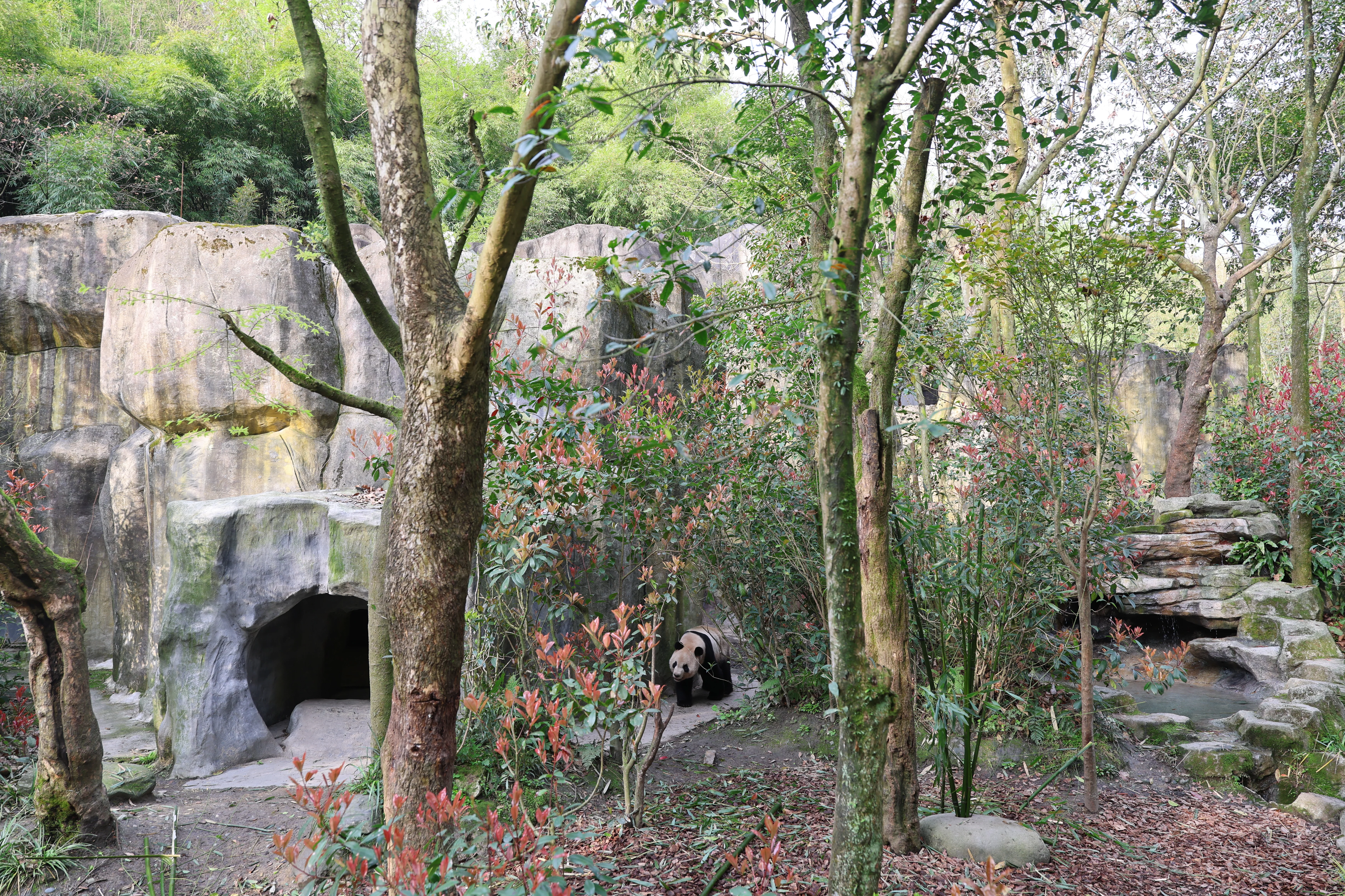 Chengdu Field Research Center for Giant Pandas of CRBGPB