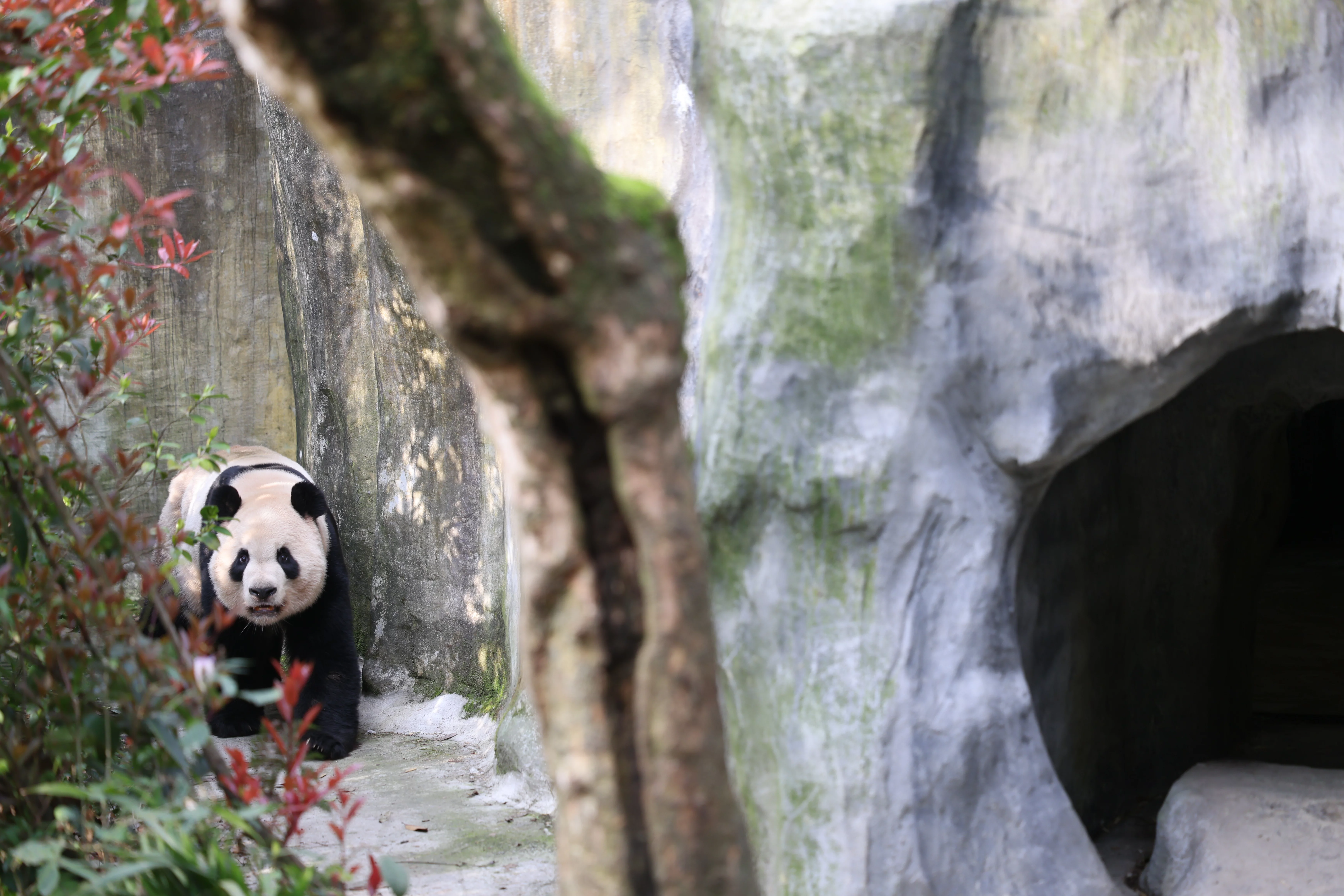 Chengdu Field Research Center for Giant Pandas of CRBGPB