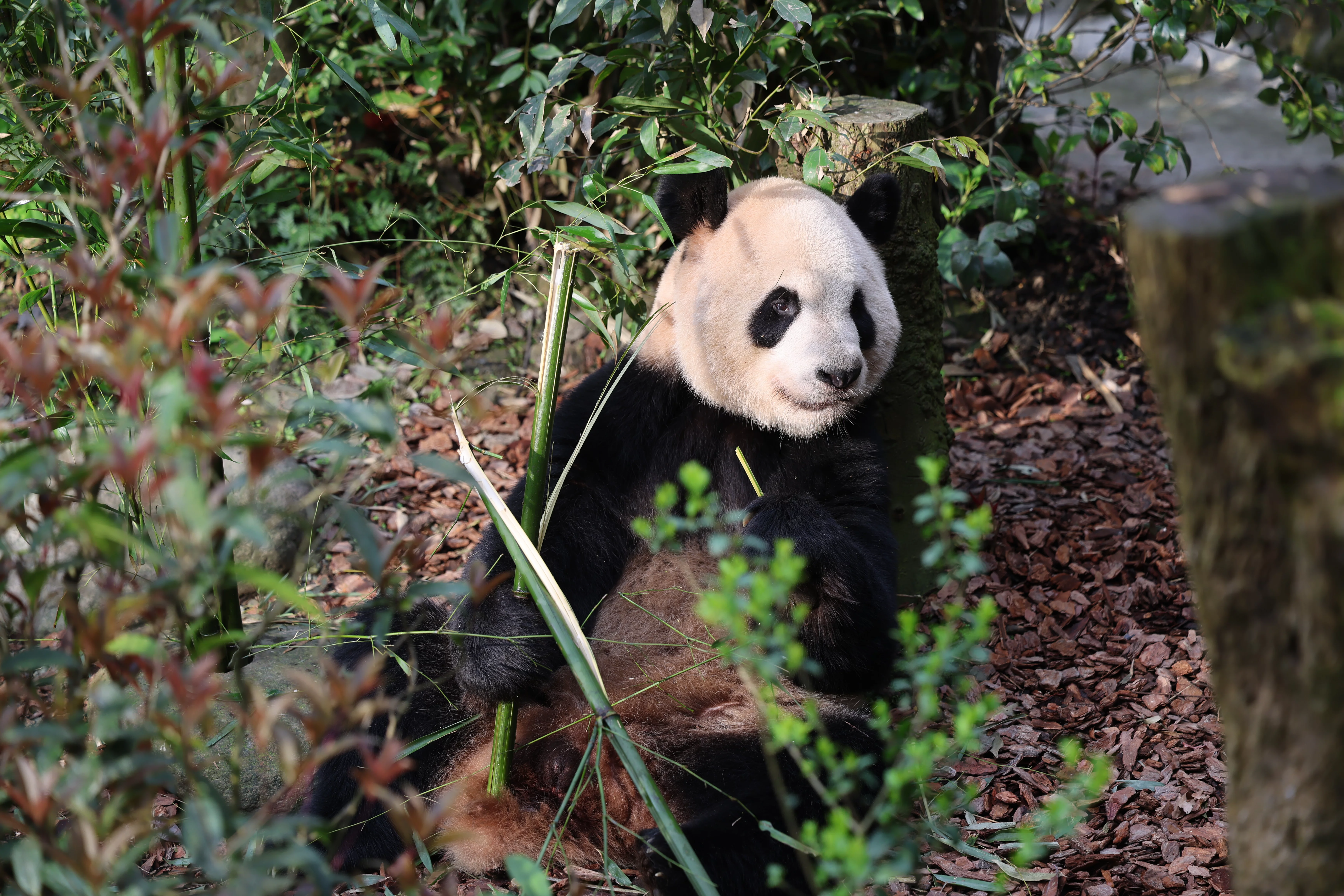 Chengdu Field Research Center for Giant Pandas of CRBGPB