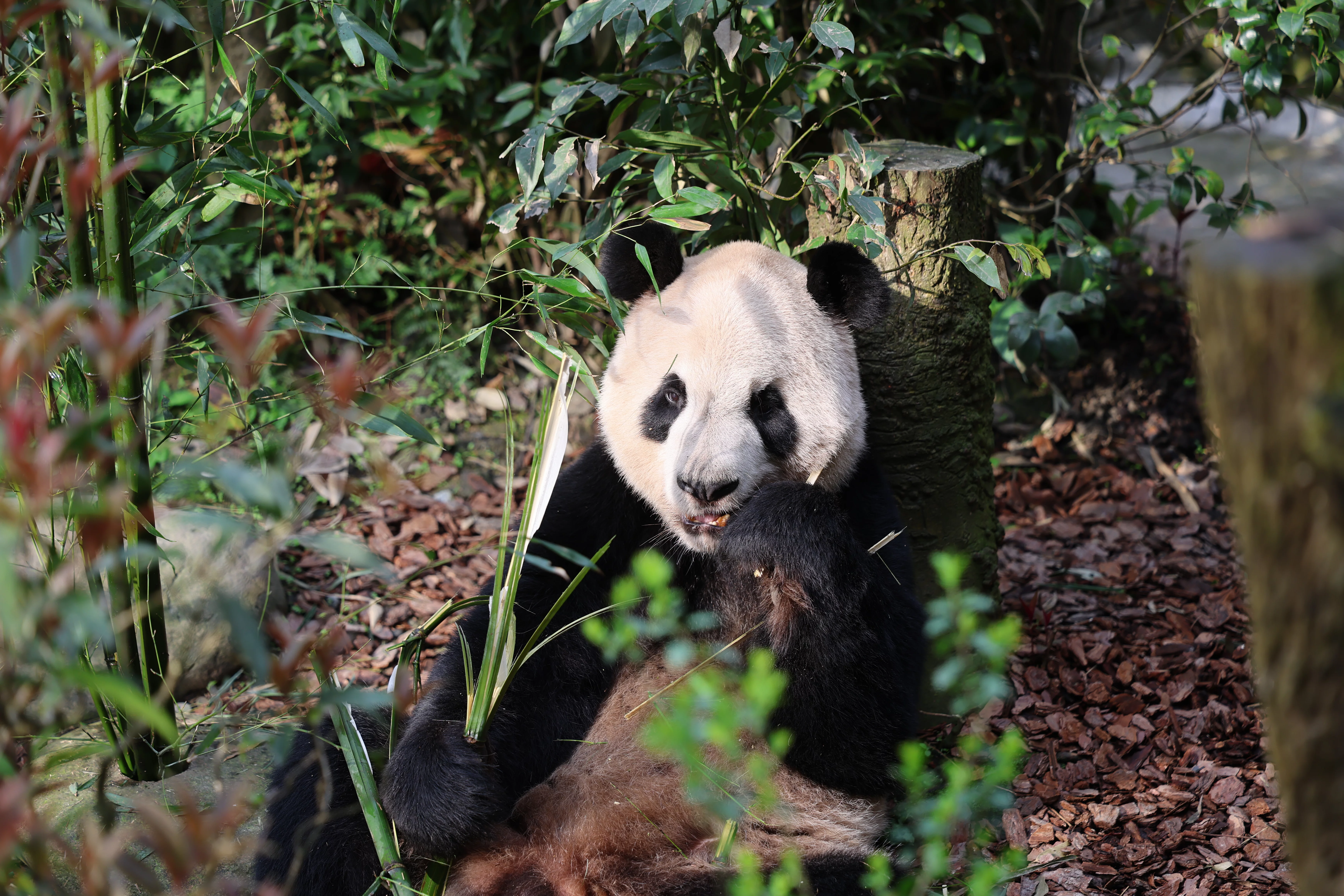 Chengdu Field Research Center for Giant Pandas of CRBGPB