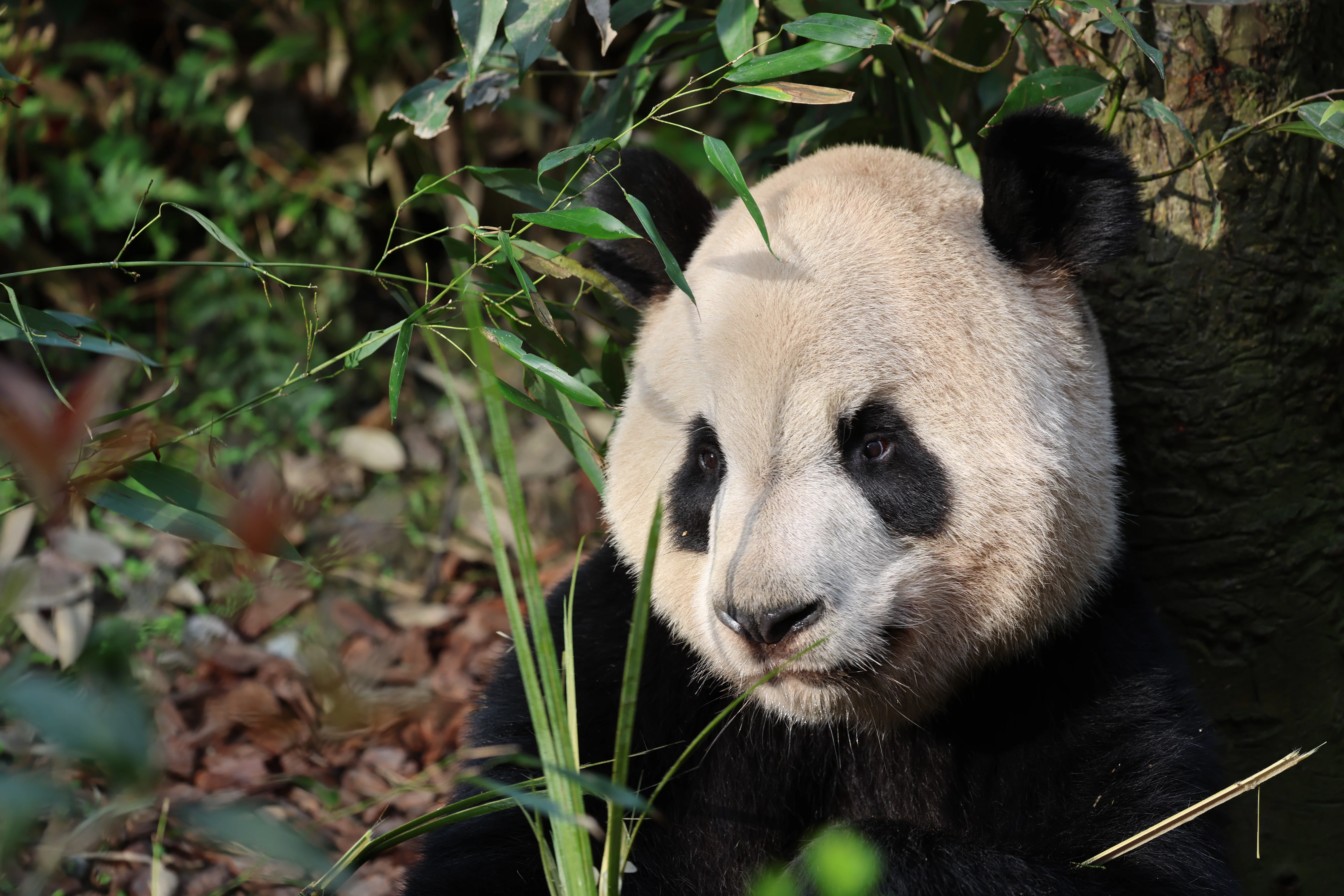 Chengdu Field Research Center for Giant Pandas of CRBGPB