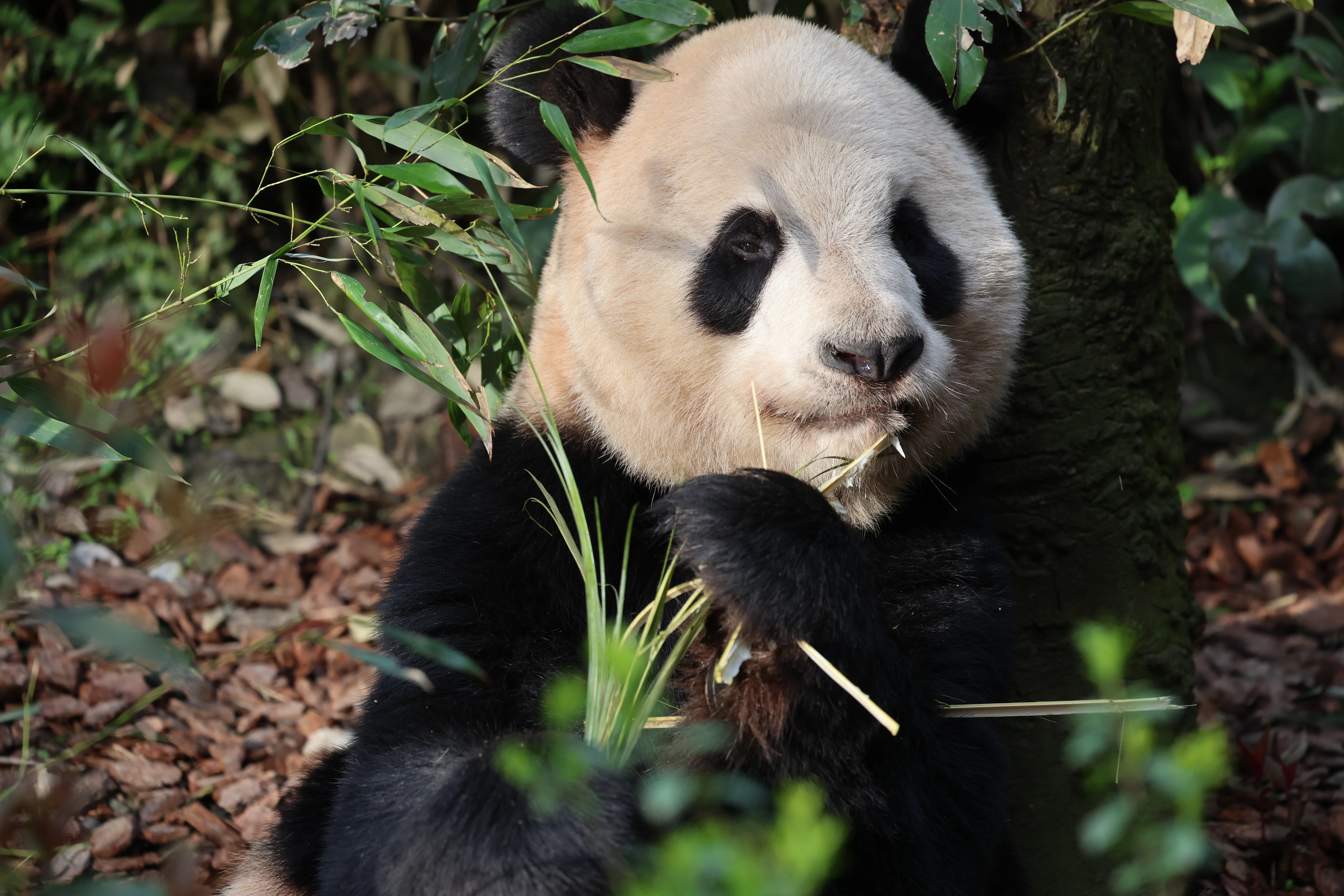 Chengdu Field Research Center for Giant Pandas of CRBGPB