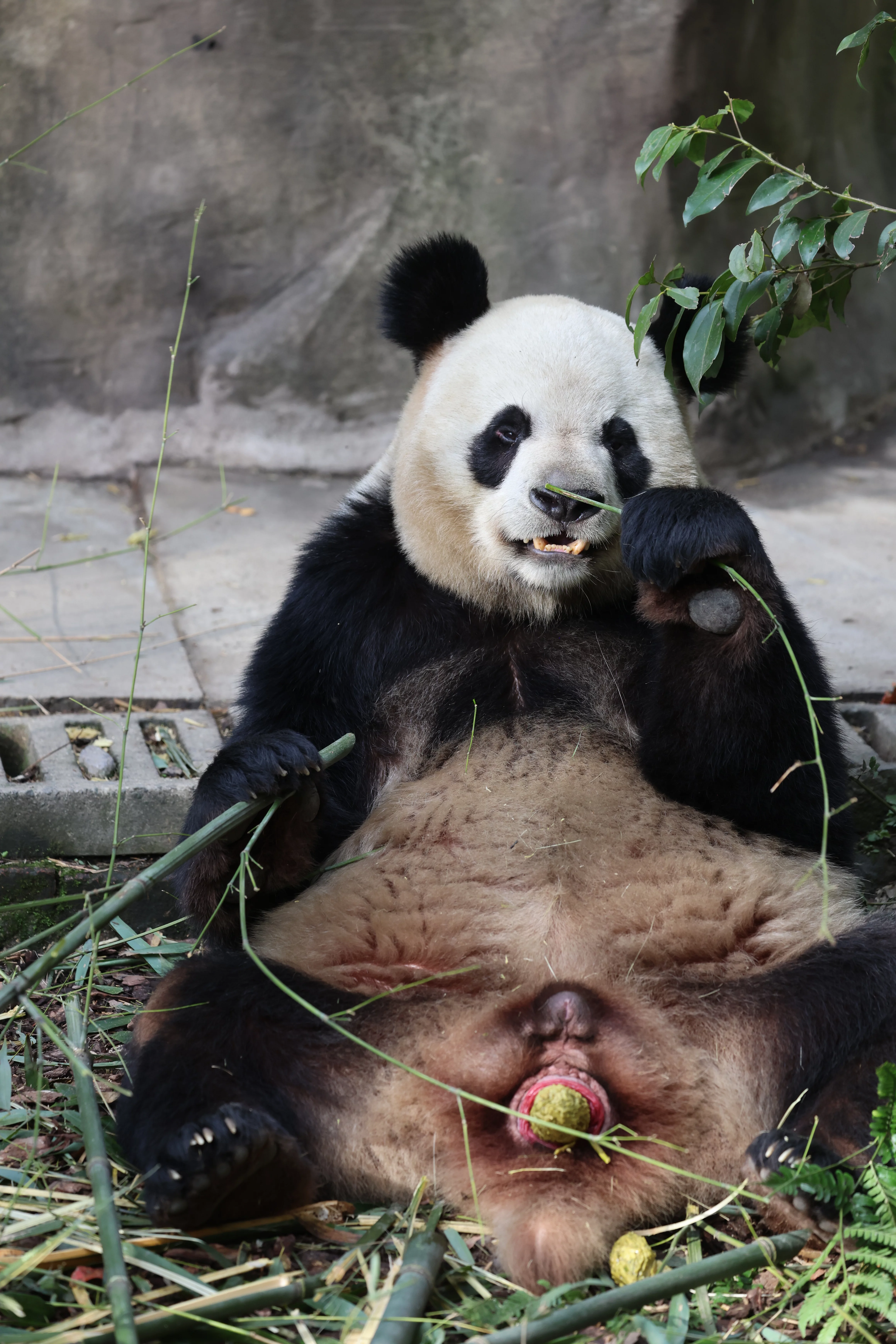 Chengdu Field Research Center for Giant Pandas of CRBGPB