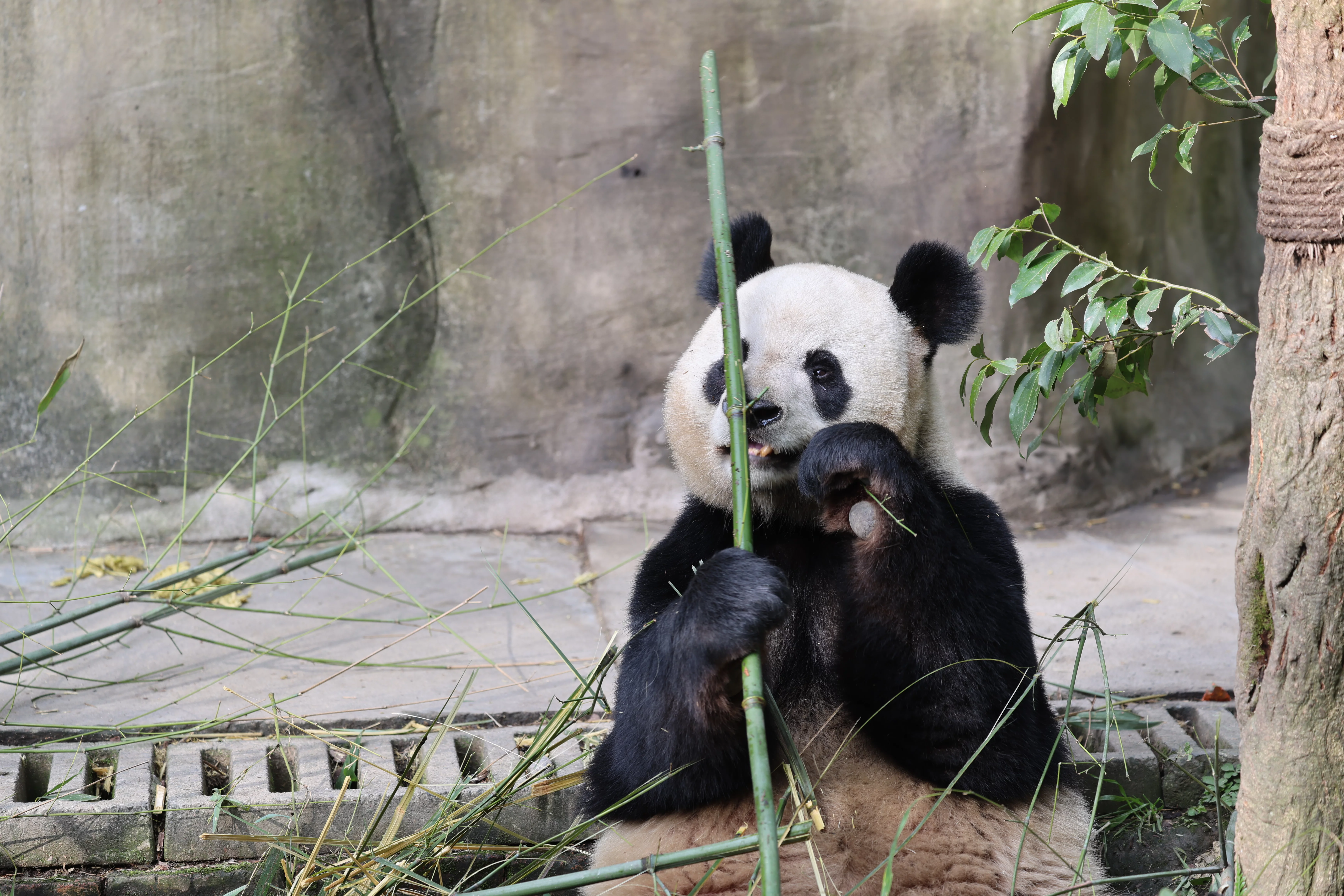 Chengdu Field Research Center for Giant Pandas of CRBGPB