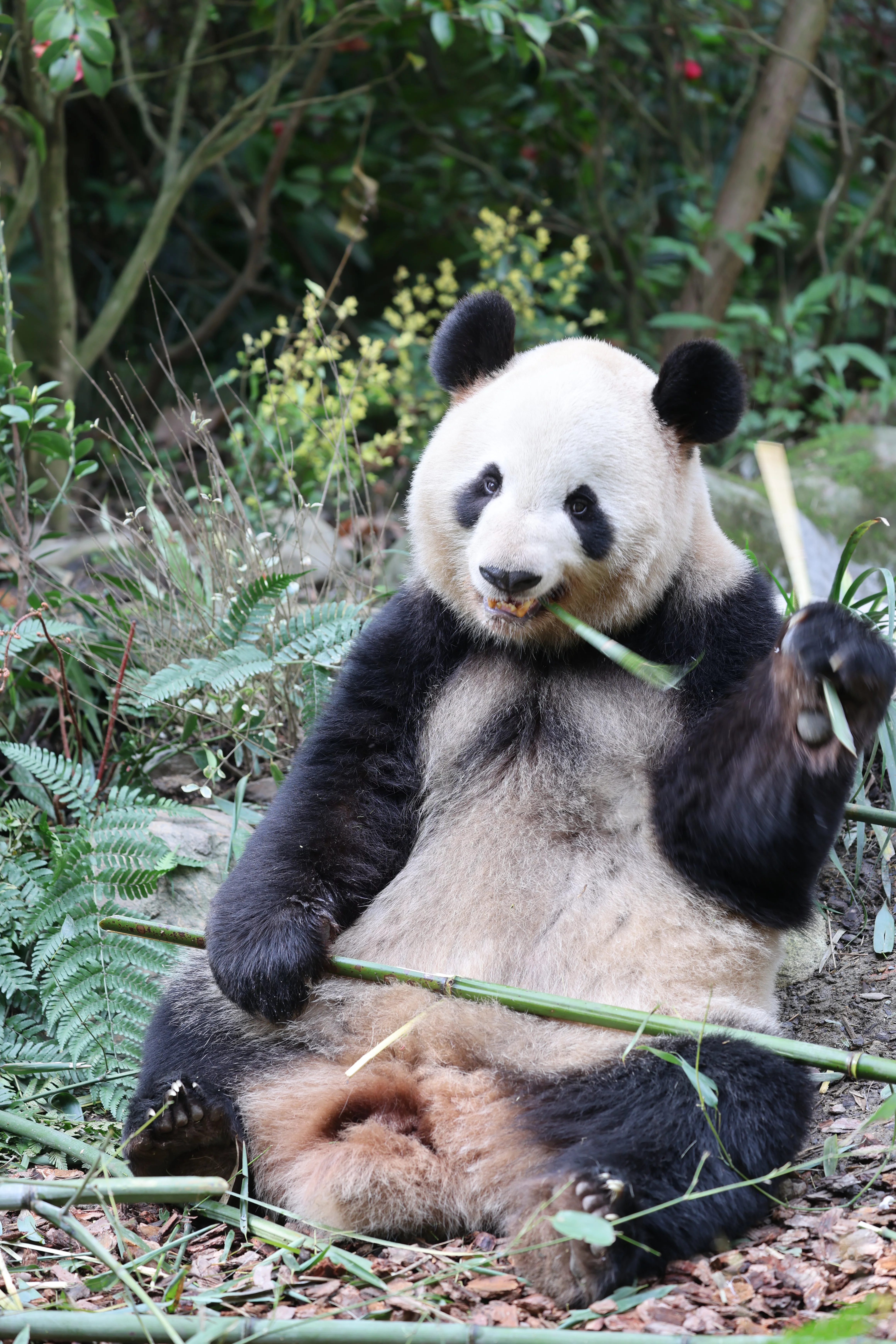 Chengdu Field Research Center for Giant Pandas of CRBGPB
