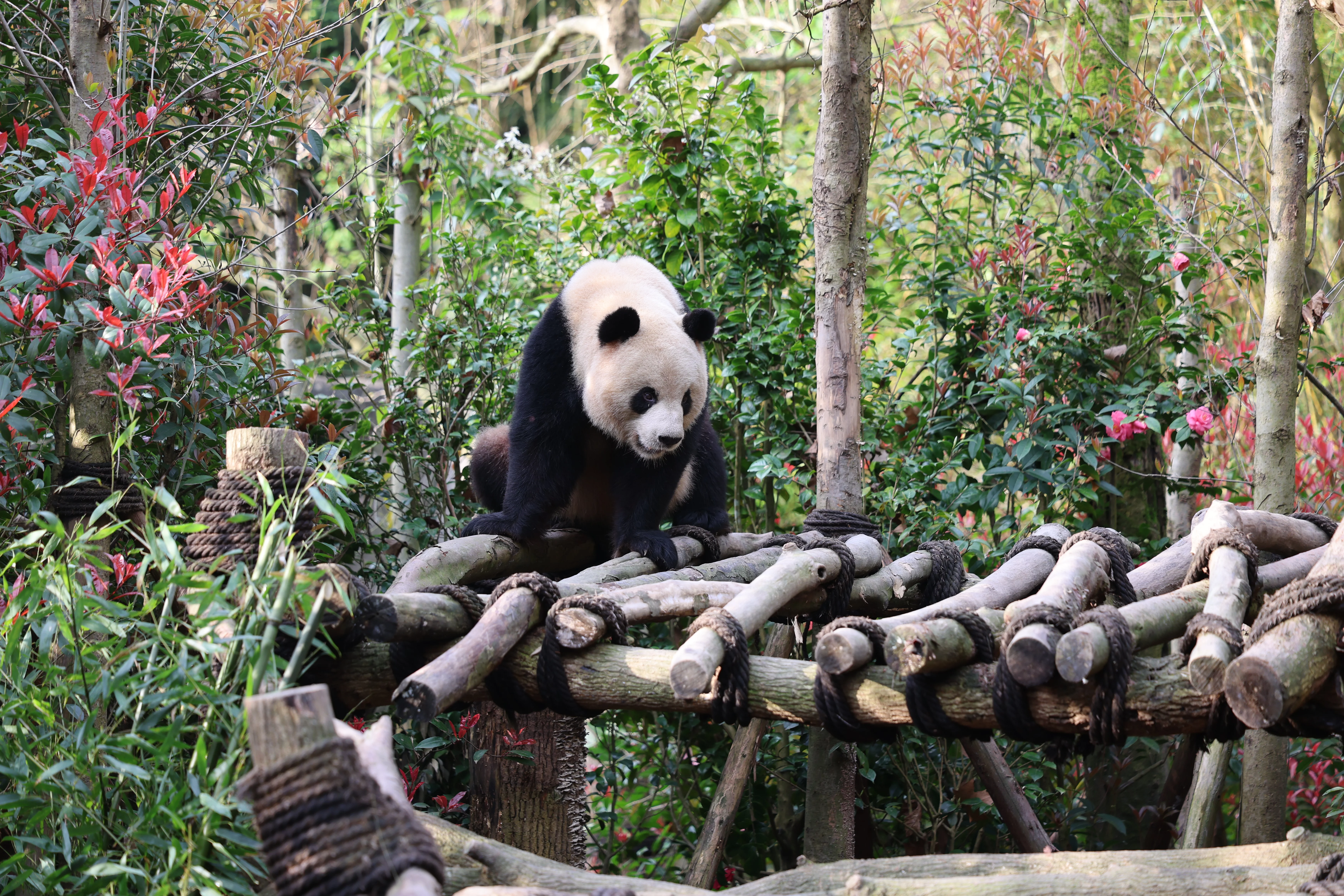 Chengdu Field Research Center for Giant Pandas of CRBGPB