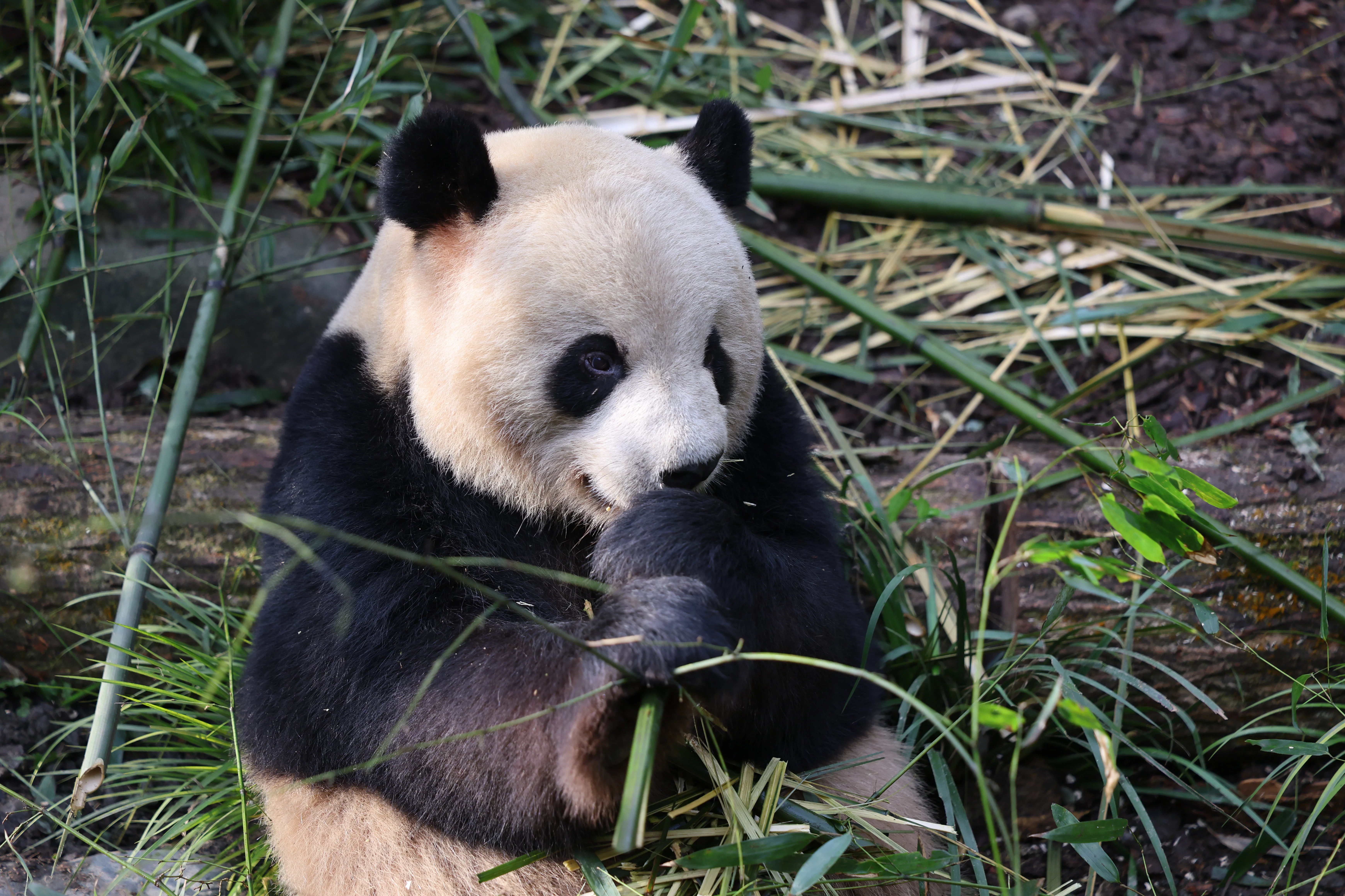 Chengdu Field Research Center for Giant Pandas of CRBGPB
