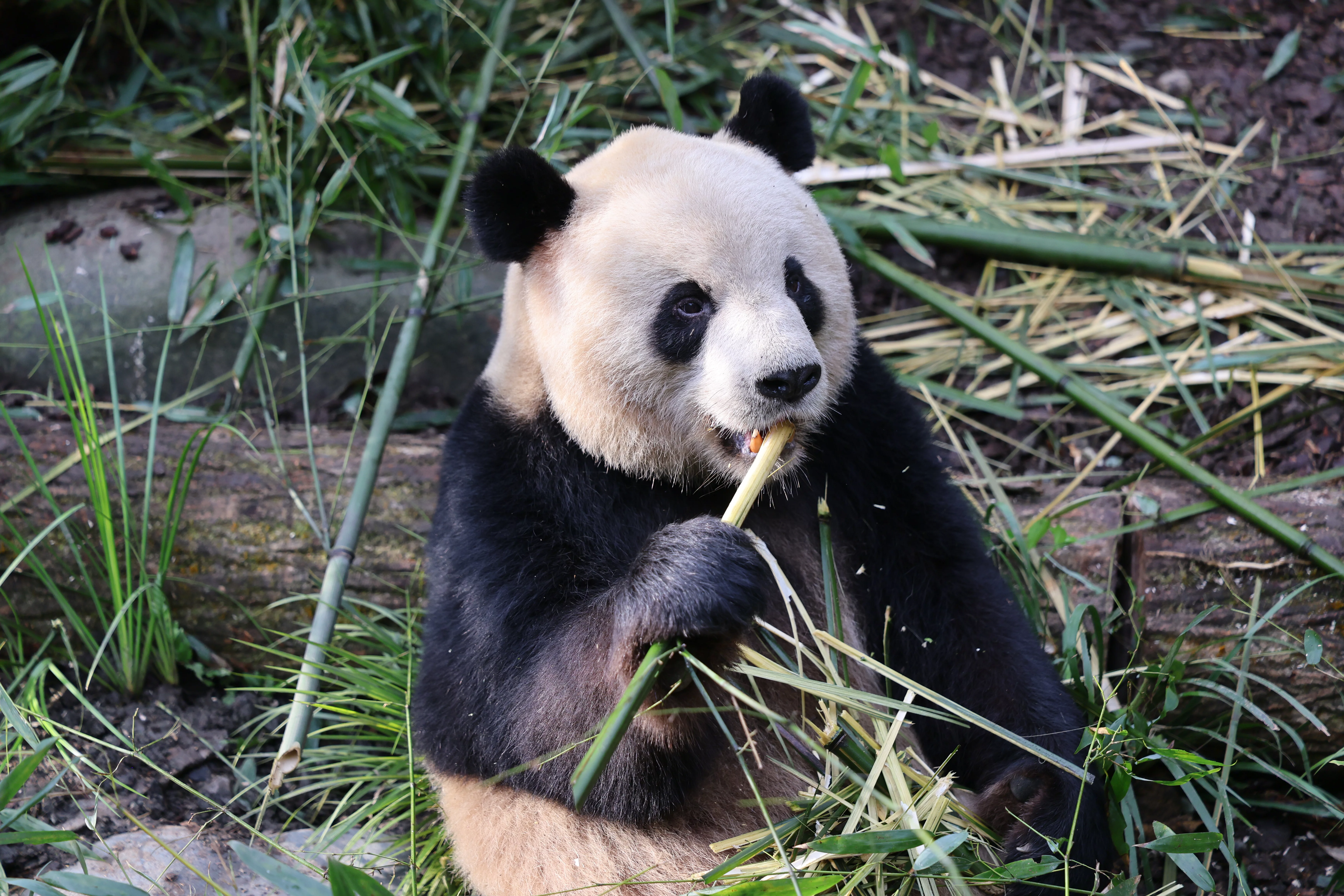Chengdu Field Research Center for Giant Pandas of CRBGPB