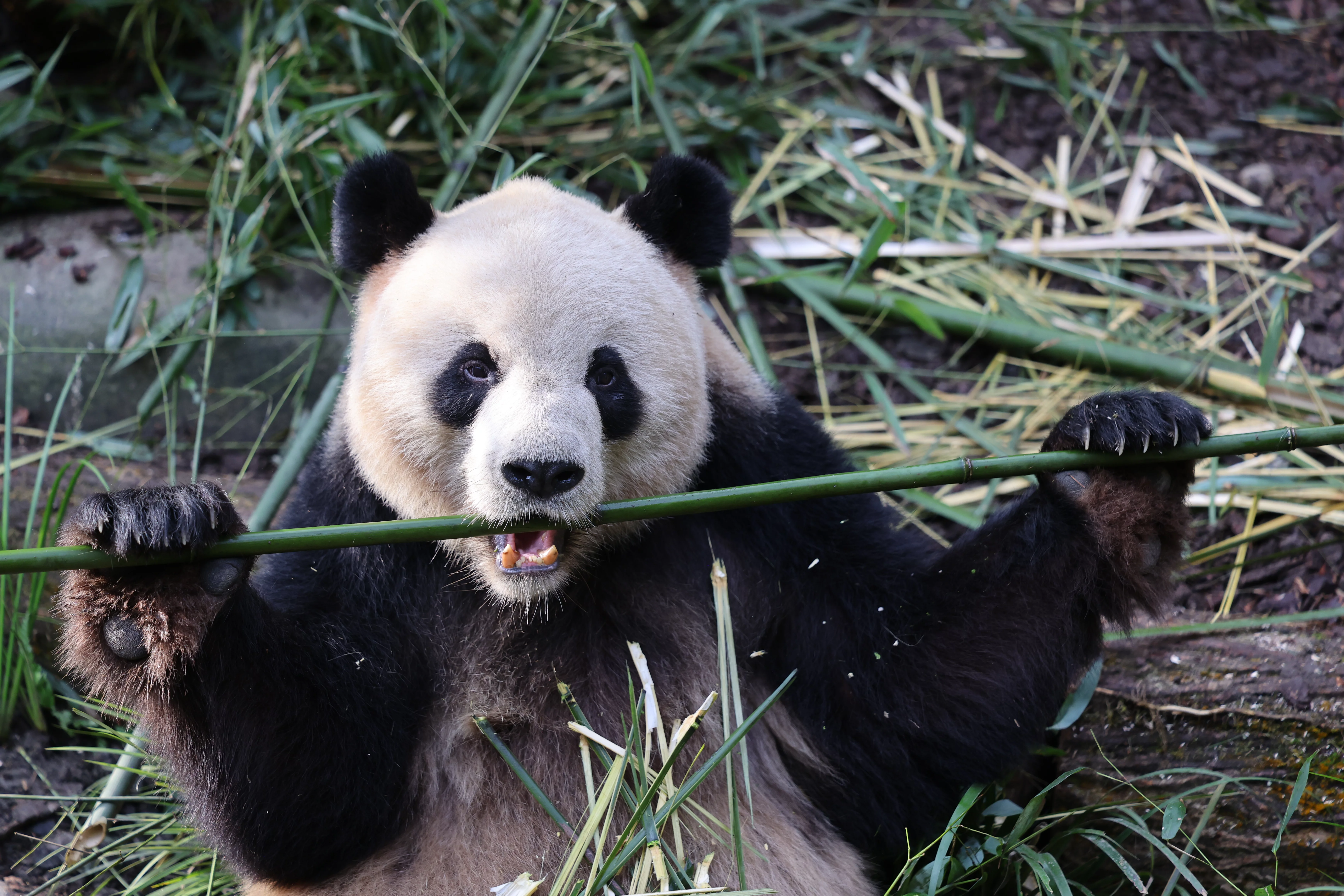 Chengdu Field Research Center for Giant Pandas of CRBGPB